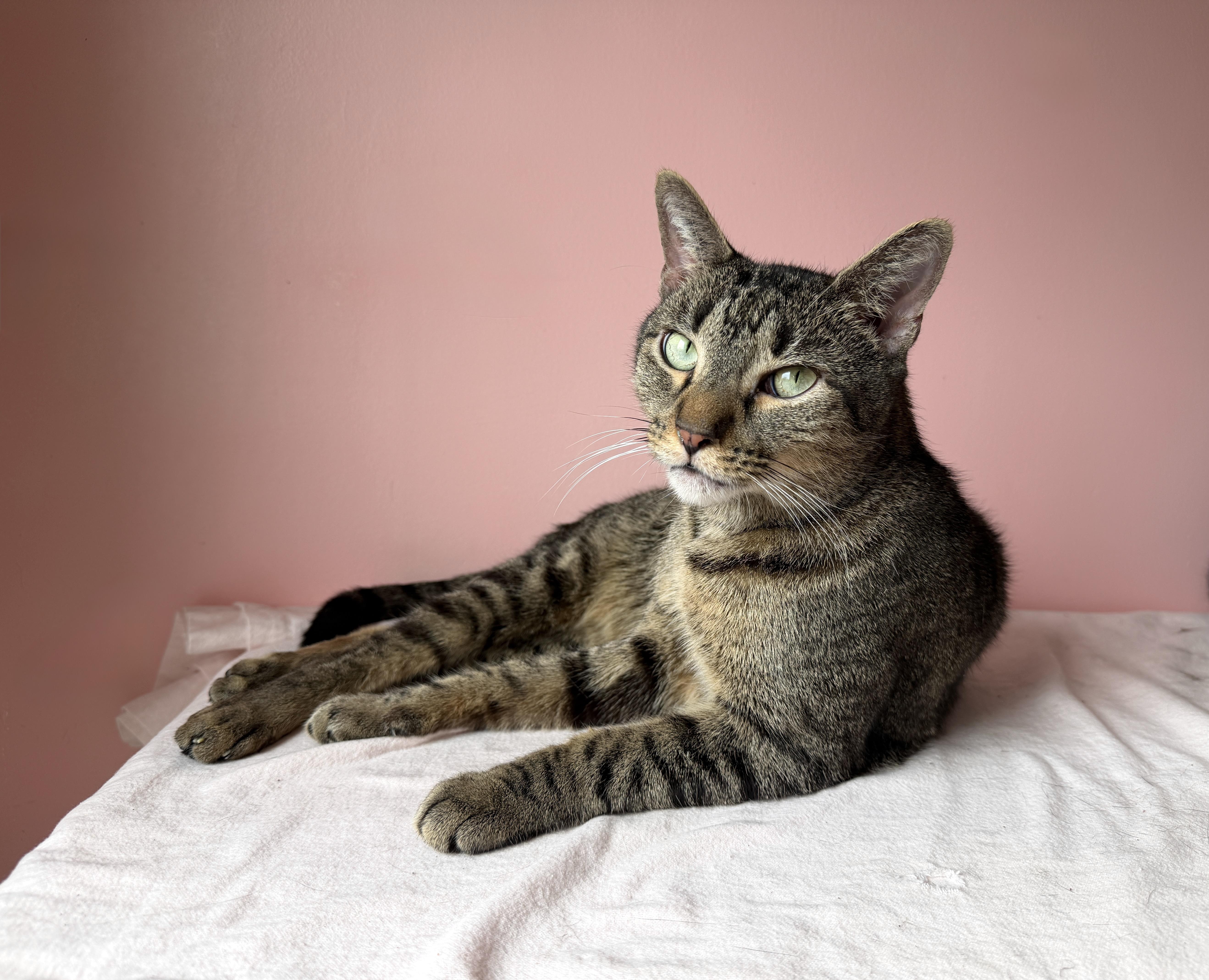 Enlarge WAFFLES, a Adoptable Tabby in New York, NY image 2/6