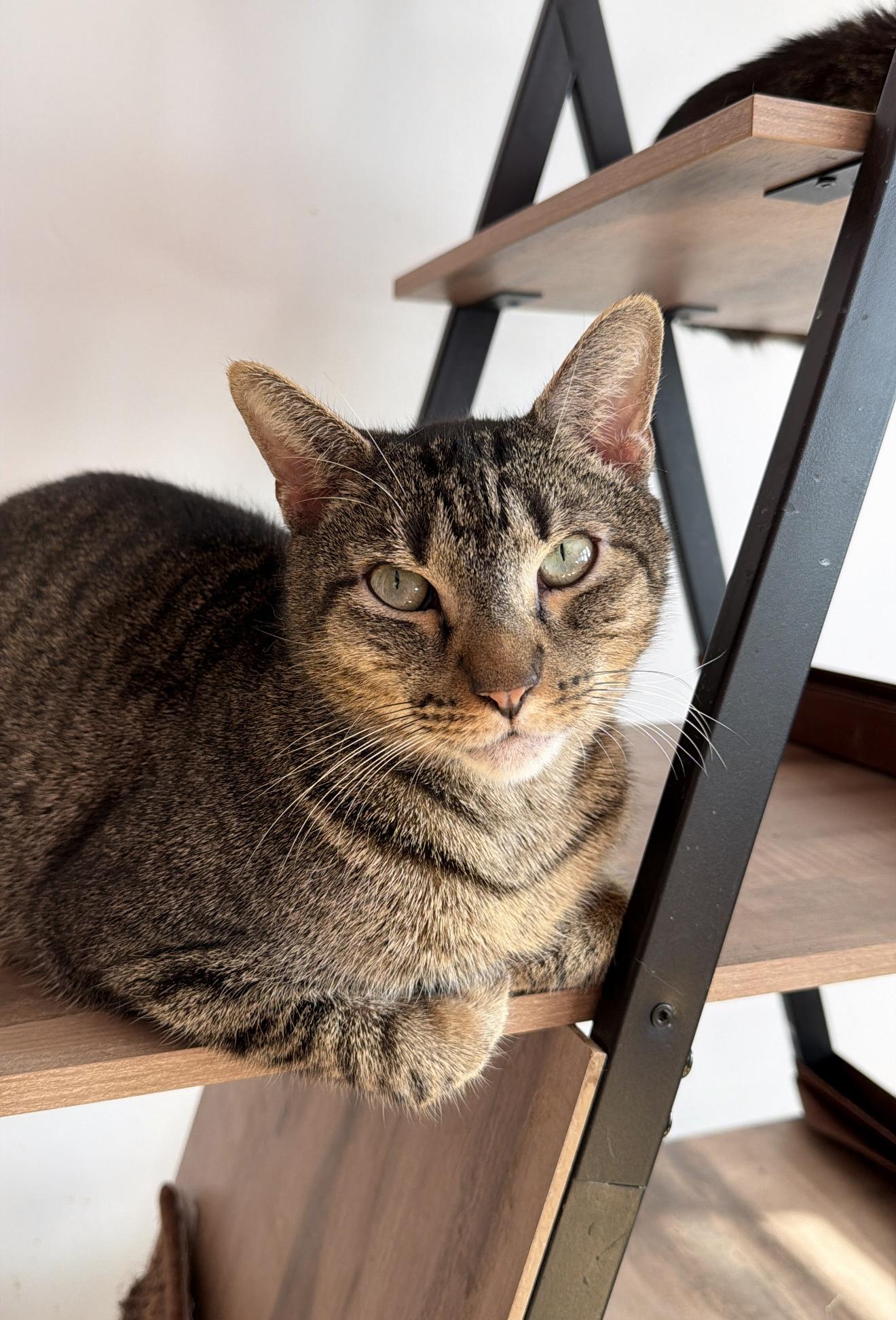 Enlarge WAFFLES, a Adoptable Tabby in New York, NY image 4/6