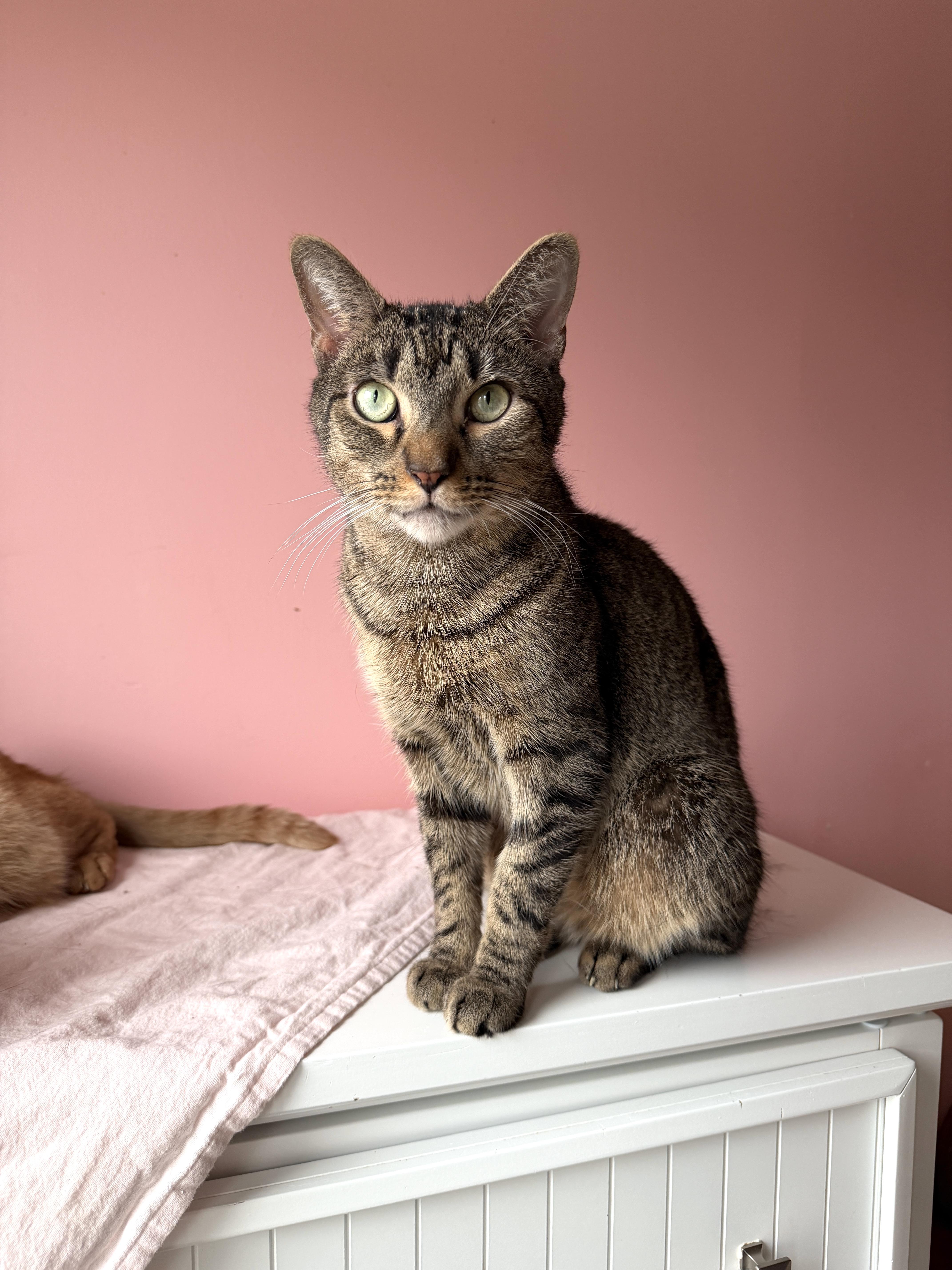 WAFFLES, Adoptable, Young Male Tabby.