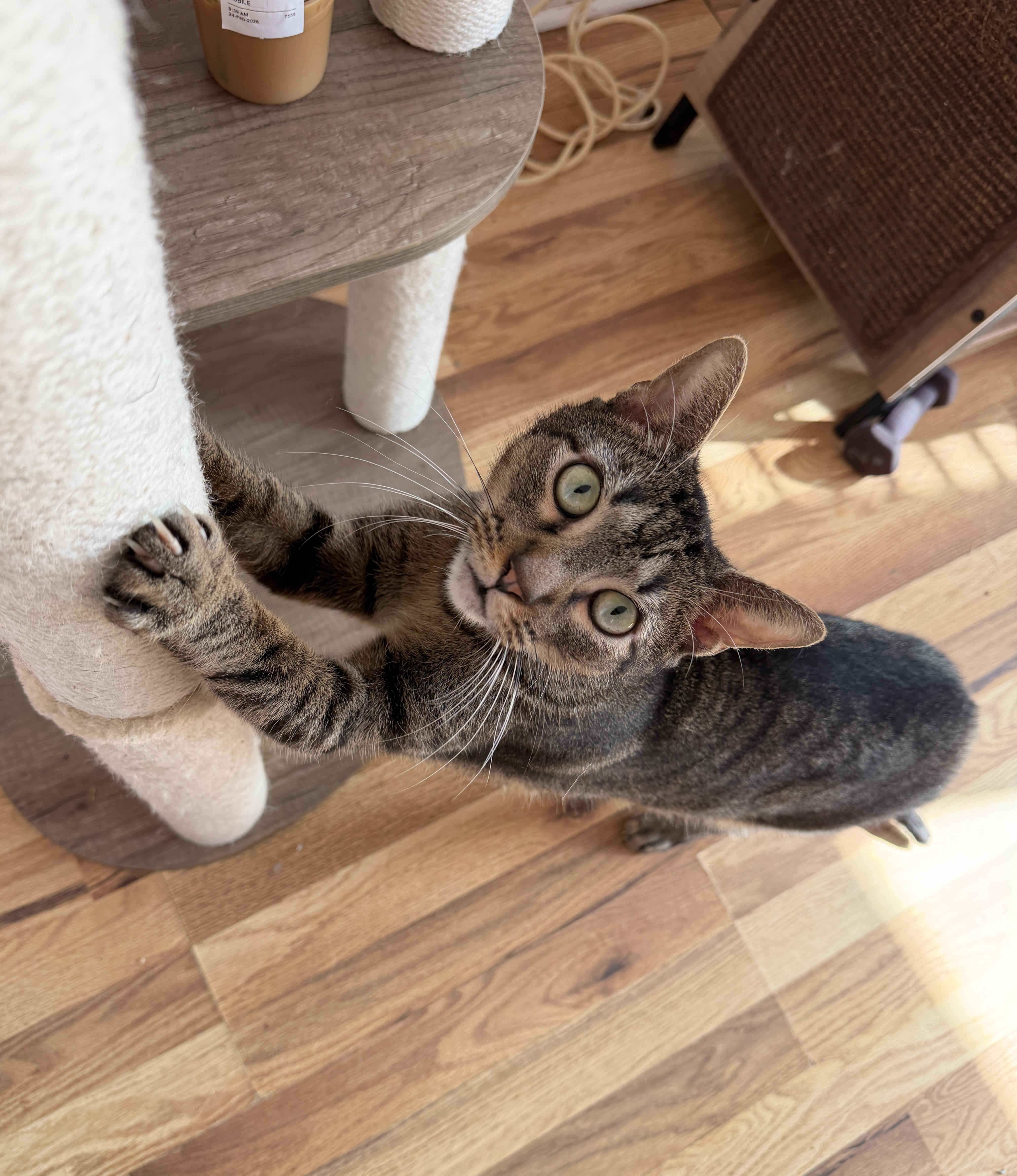 Enlarge WAFFLES, a Adoptable Tabby in New York, NY image 6/6