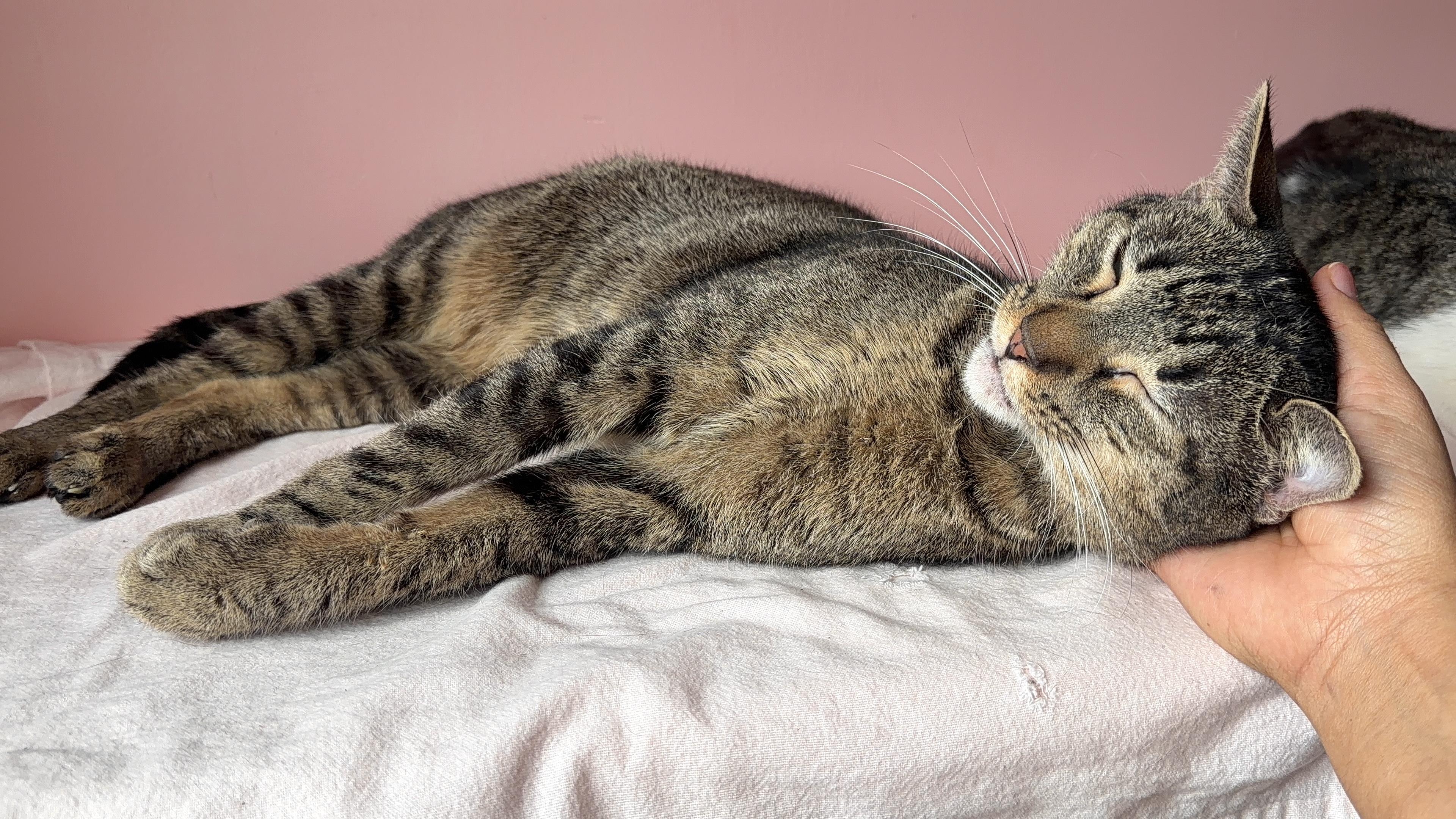 Enlarge WAFFLES, a Adoptable Tabby in New York, NY image 3/6