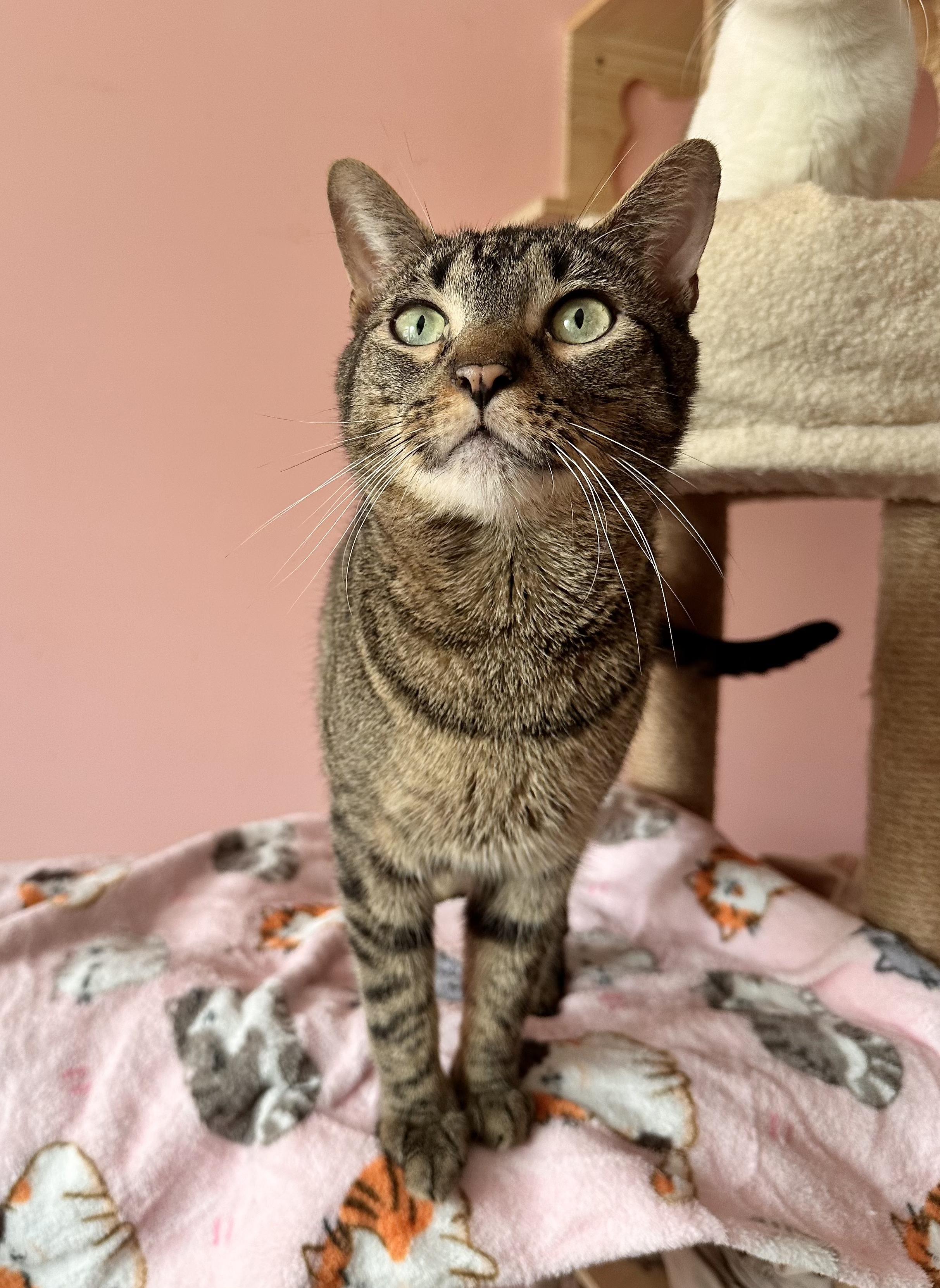 WAFFLES, Adoptable, Young Male Tabby.