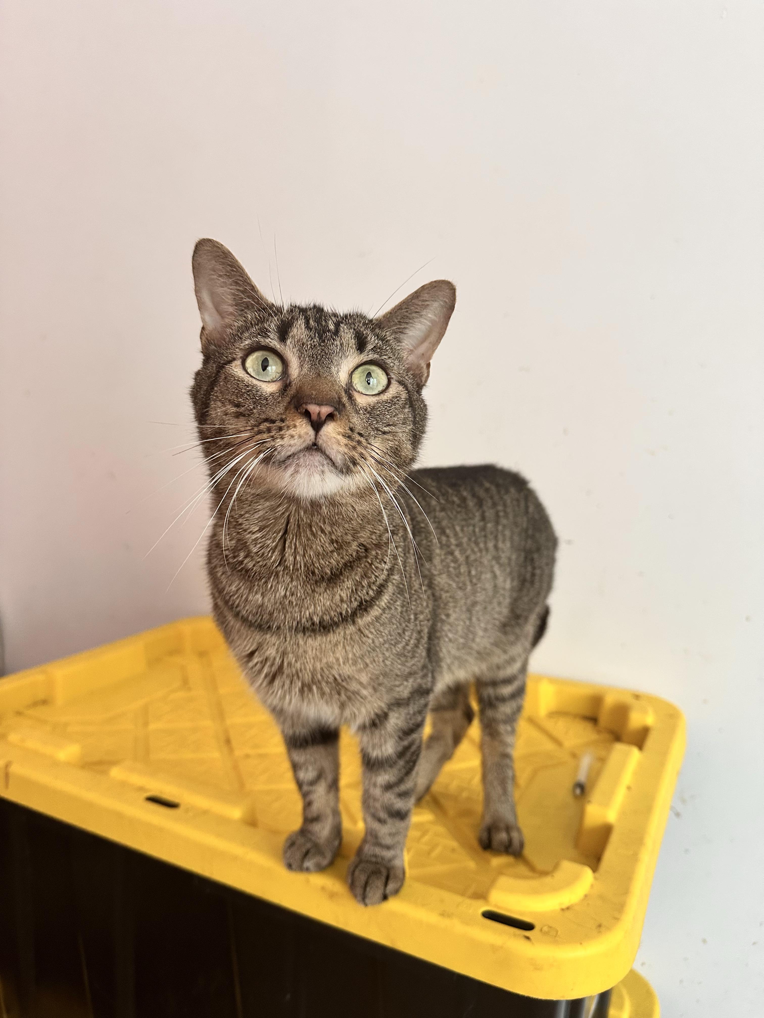 Enlarge WAFFLES, a Adoptable Tabby in New York, NY image 2/2