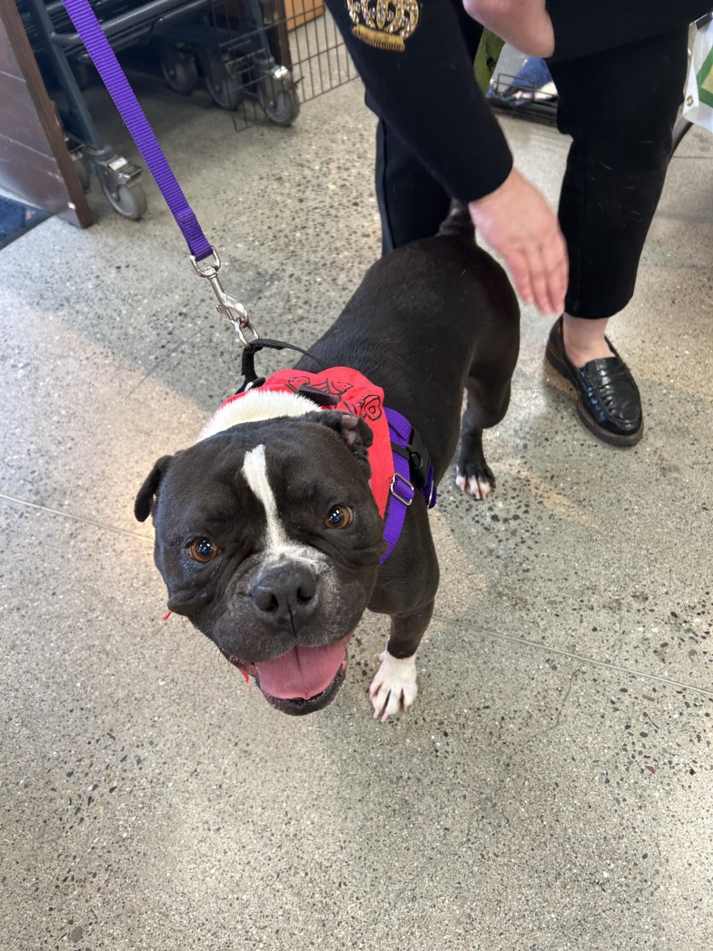 Priscilla (Prissy) - Foster Needed!!!