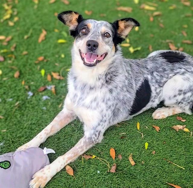 PANCAKE, Adoptable, Young Female Australian Cattle Dog / Blue Heeler.