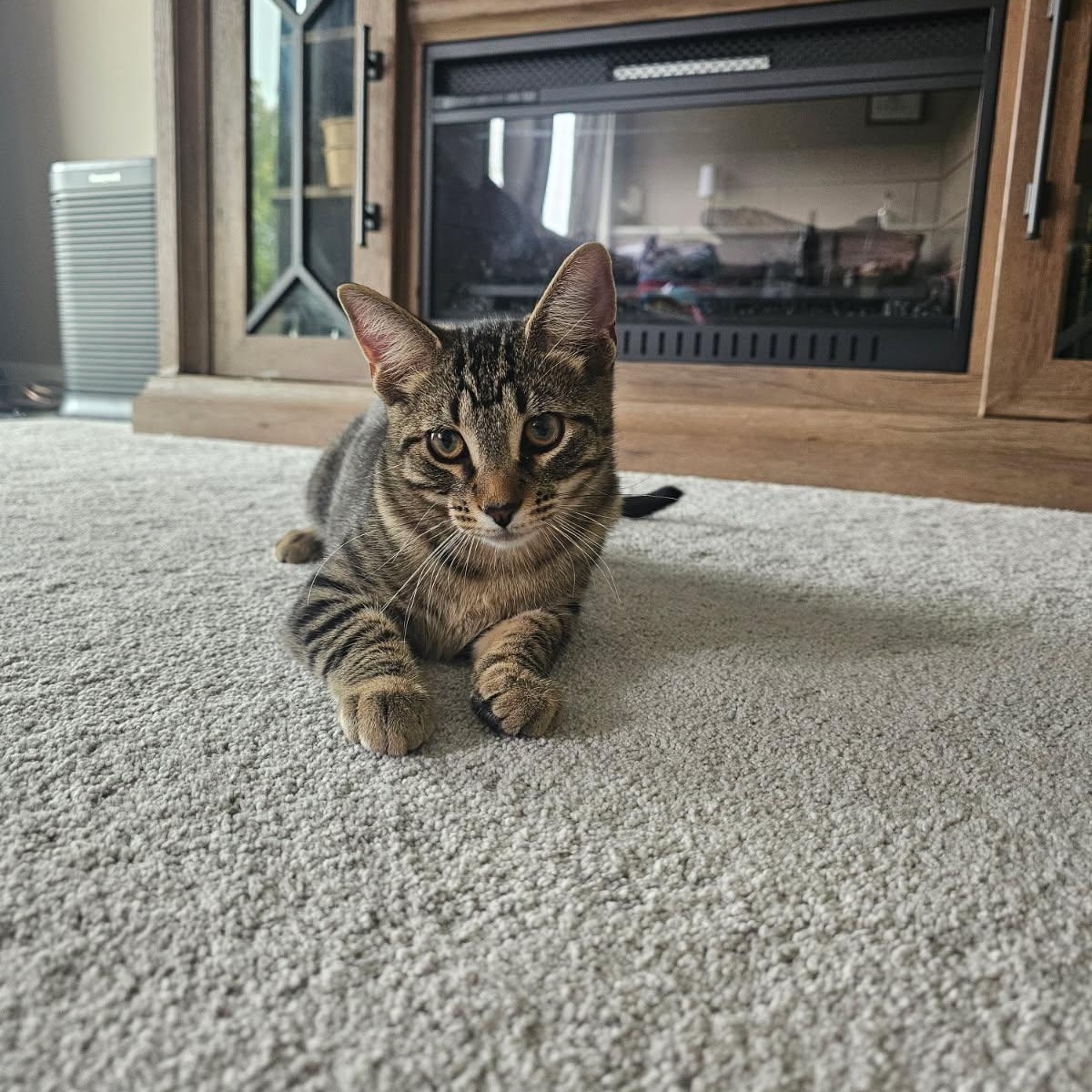 Polychrome, Adoptable, Kitten Male Domestic Short Hair.