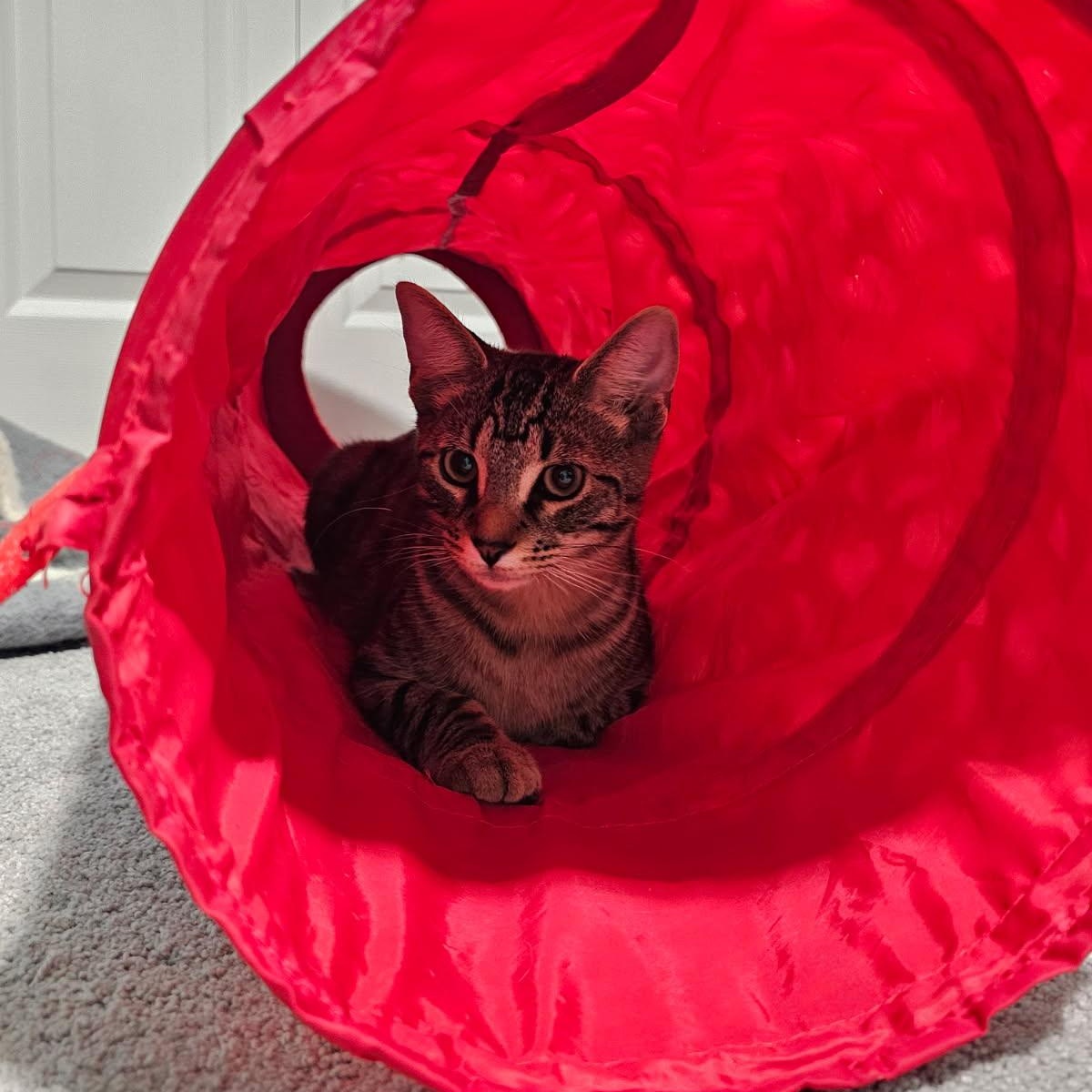 Polychrome, a Adoptable Domestic Short Hair image 2/2