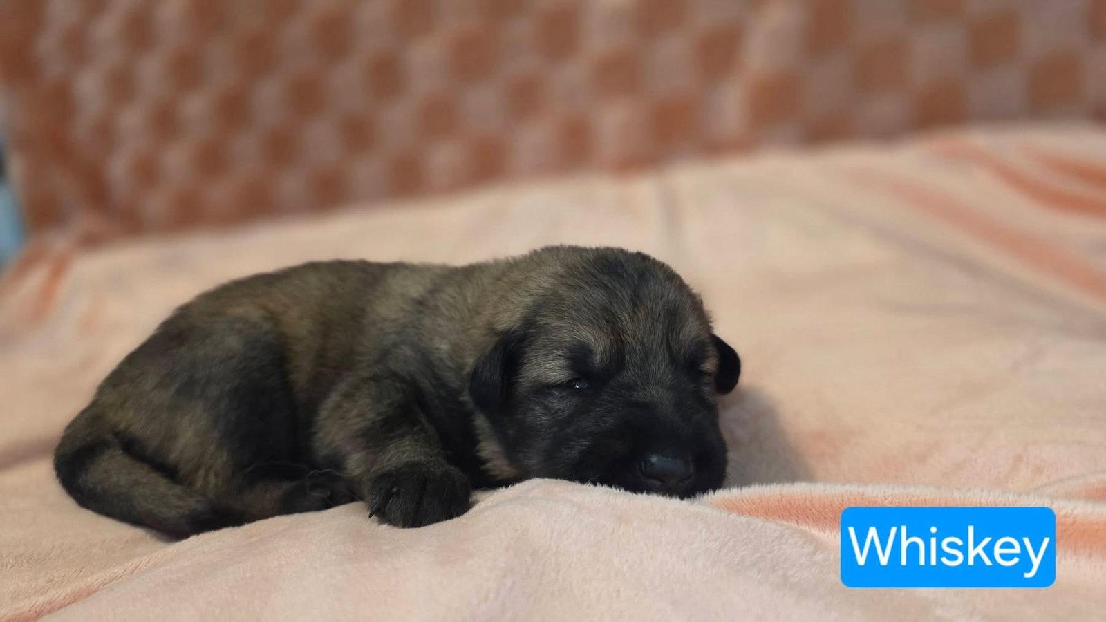 Enlarge Whiskey, a Adoptable mixed breed in Duluth, MN image 1/3