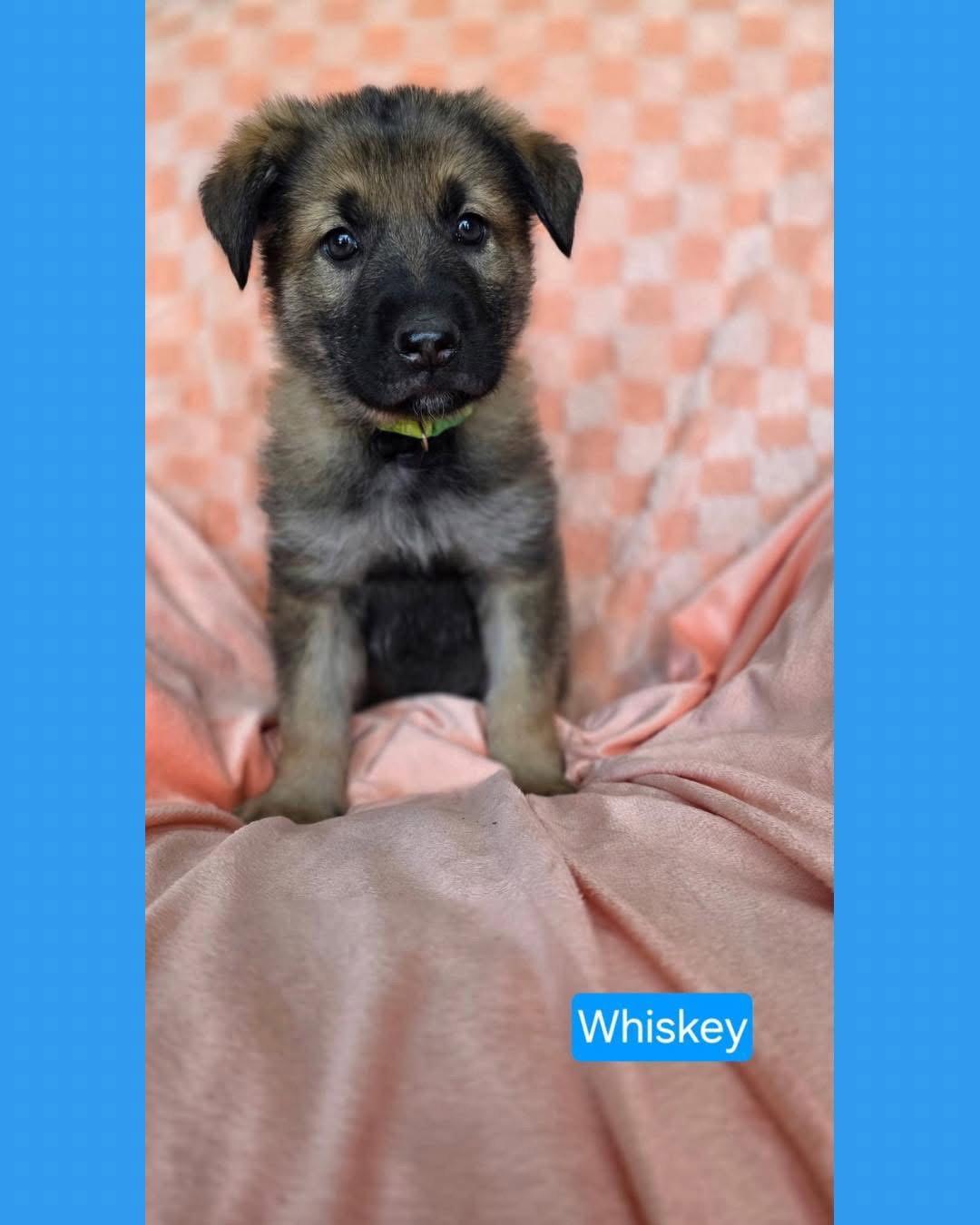 Enlarge Whiskey, a Adoptable mixed breed in Duluth, MN image 2/3