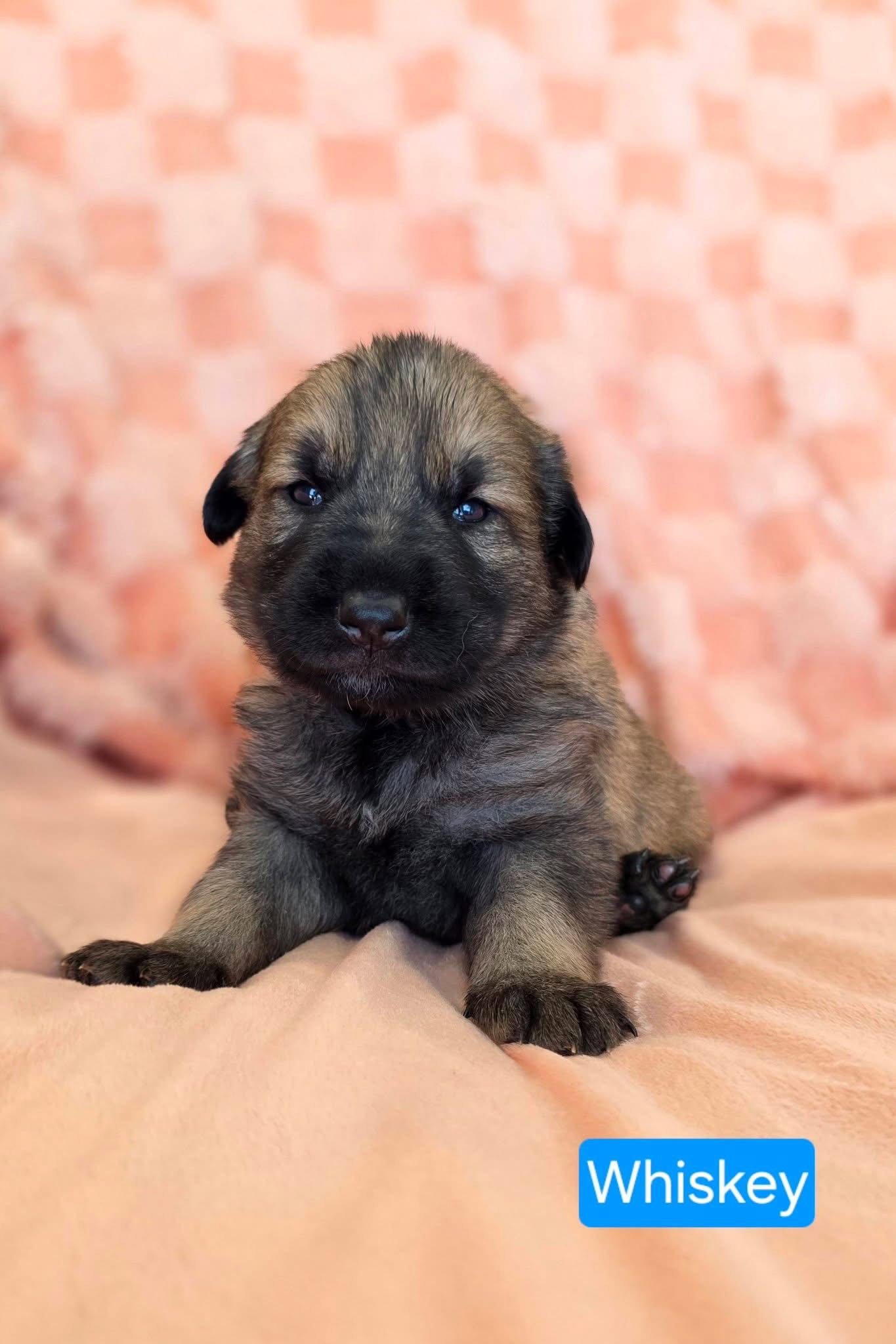 Enlarge Whiskey, a Adoptable mixed breed in Duluth, MN image 3/3