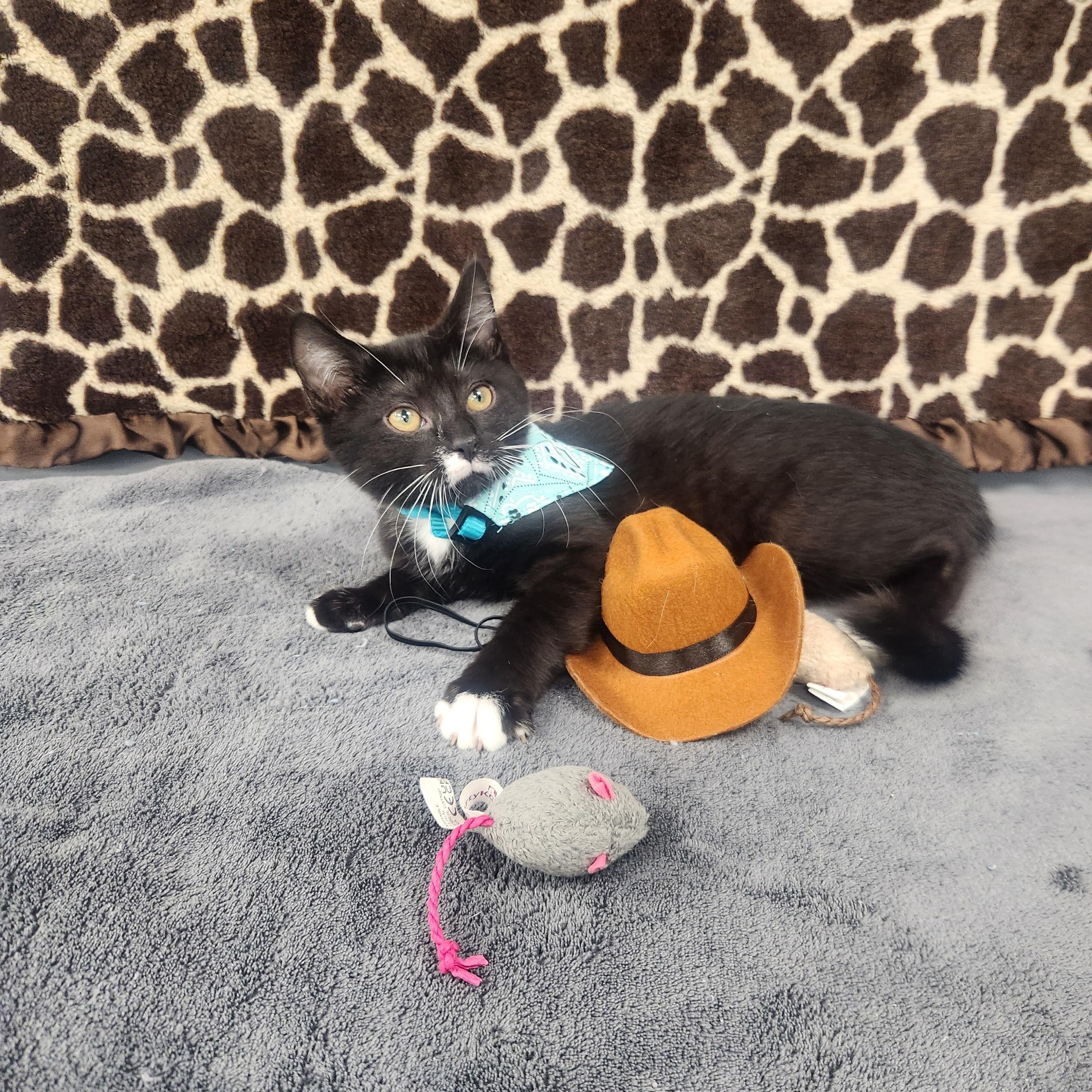 Relic , an adopted Domestic Short Hair in Hagerstown, MD image 2/3