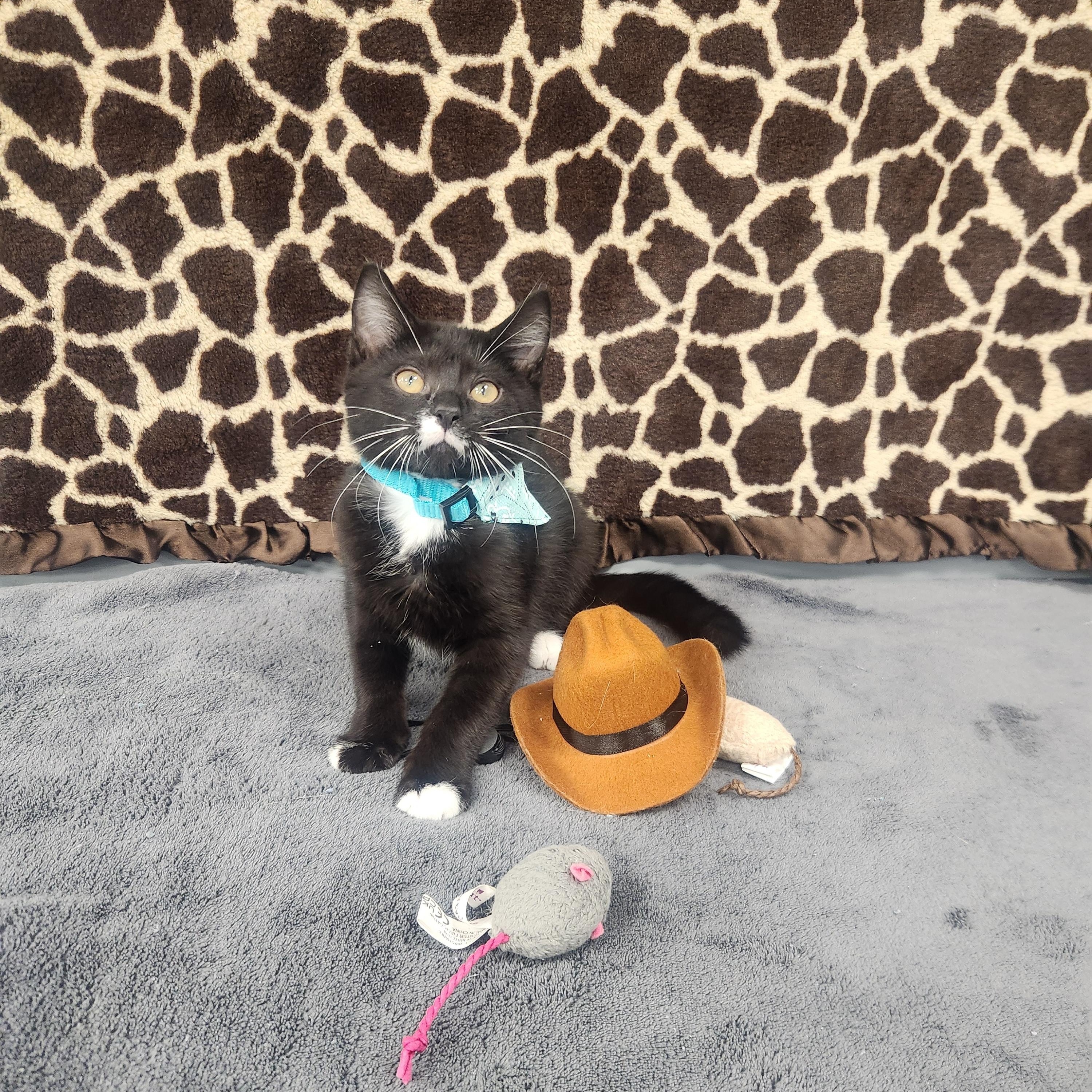 Relic , an adopted Domestic Short Hair in Hagerstown, MD image 1/3