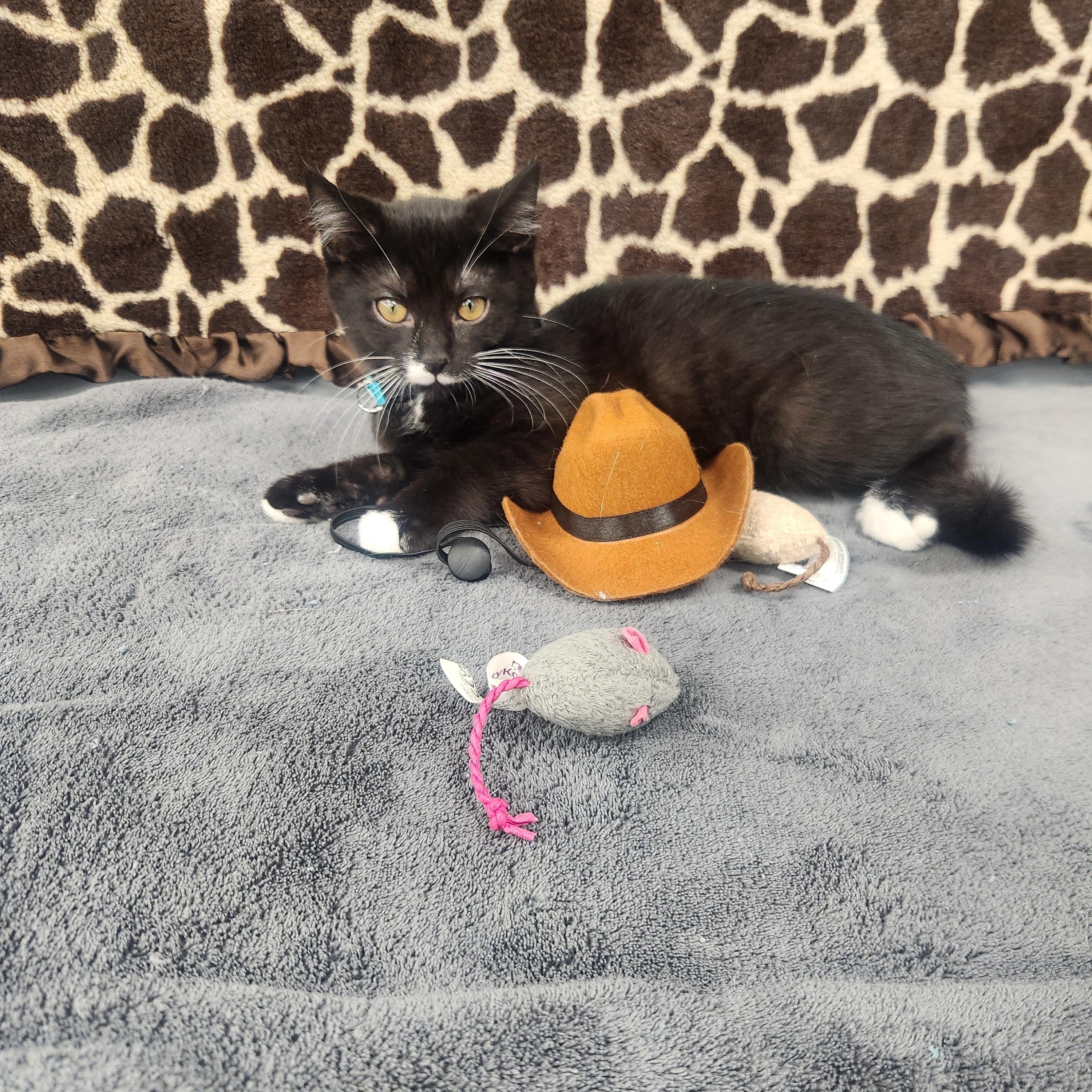 Relic , an adopted Domestic Short Hair in Hagerstown, MD image 3/3