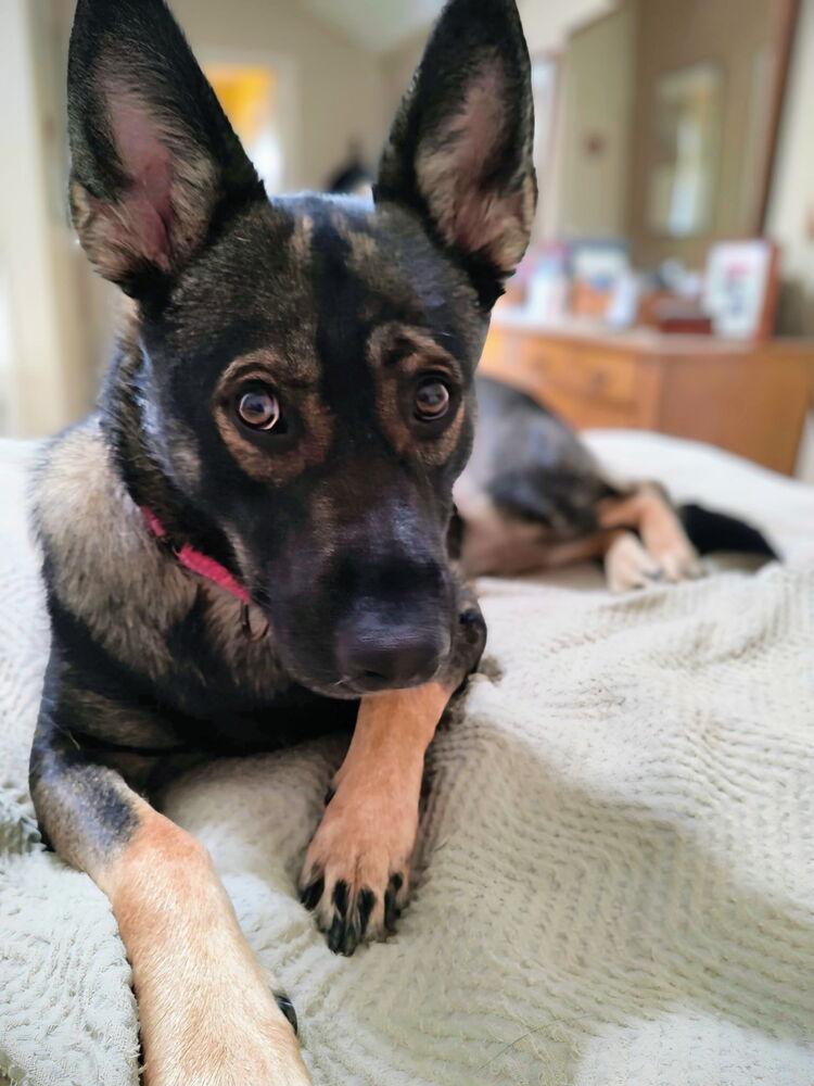 Harper, Adoptable, Young Female German Shepherd Dog.