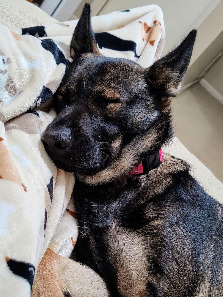 Harper, a Adoptable German Shepherd Dog in Dacula, GA image 2/4