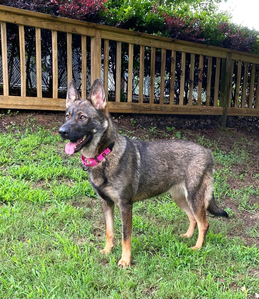 Harper, a Adoptable German Shepherd Dog in Dacula, GA image 3/4