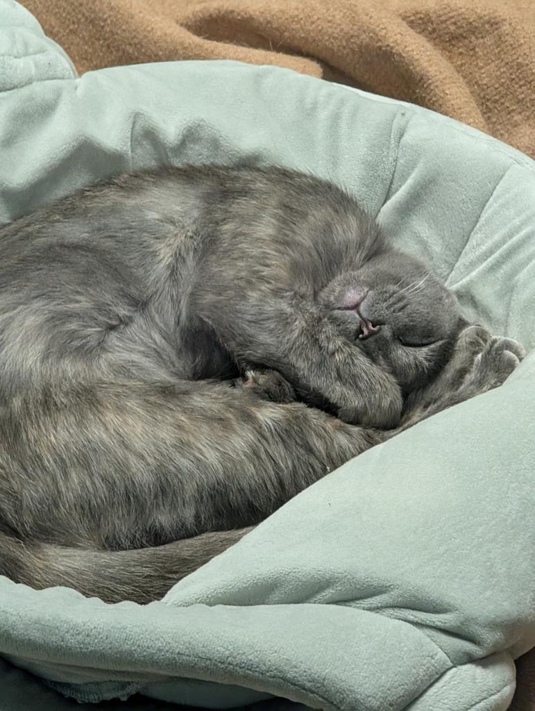 Charlotte, Adoptable, Young Female Domestic Short Hair.