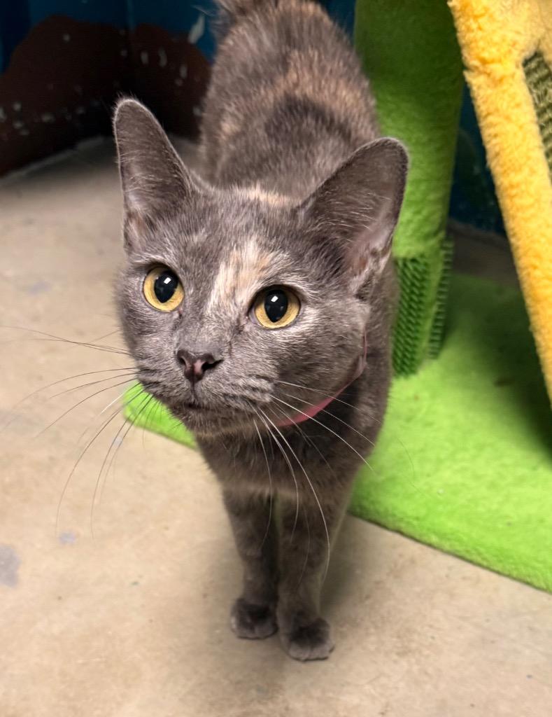Charlotte, a Adoptable mixed breed in Defiance, OH image 2/6