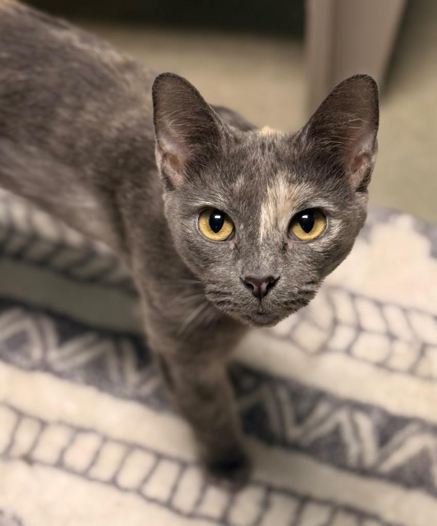 Charlotte, a Adoptable mixed breed in Defiance, OH image 3/6