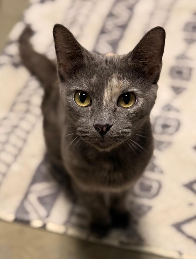 Charlotte, a Adoptable mixed breed in Defiance, OH image 4/6