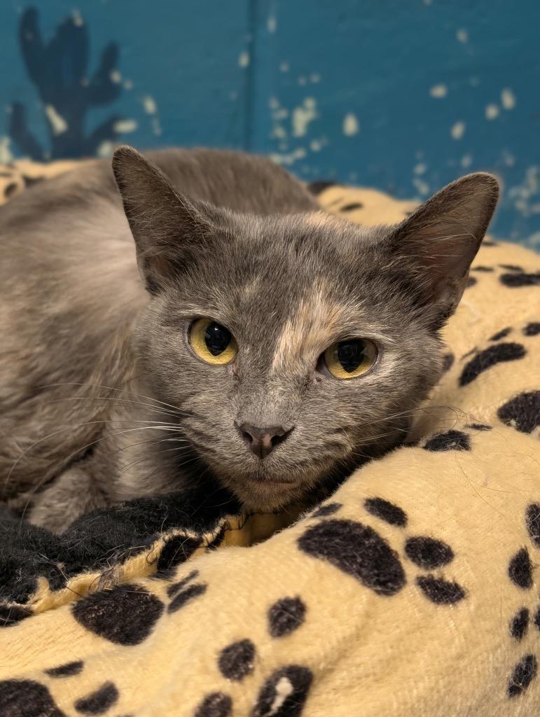 Charlotte, a Adoptable mixed breed in Defiance, OH image 5/6