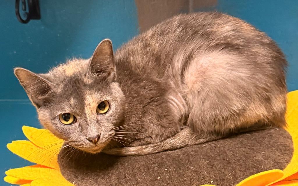 Charlotte, a Adoptable mixed breed in Defiance, OH image 6/6