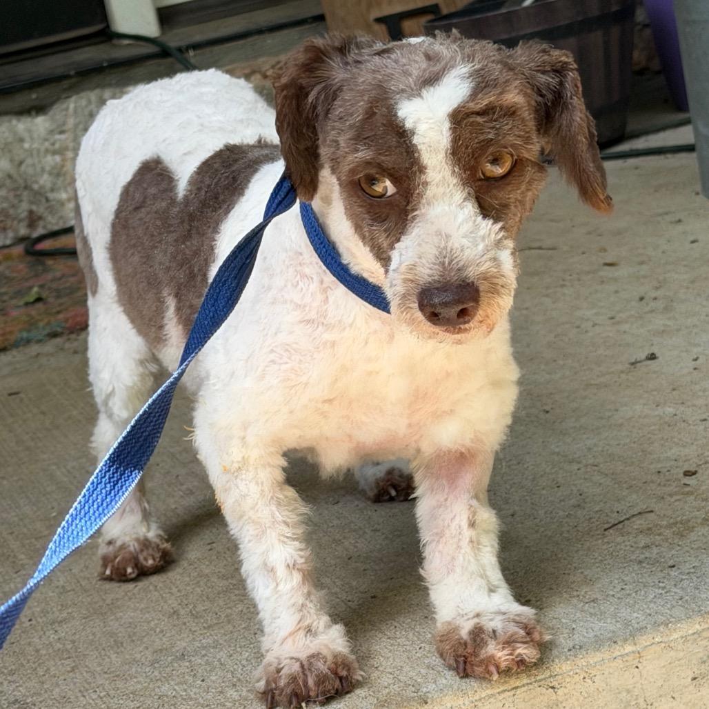 Kleenex, a Adoptable Miniature Poodle in West Chester, PA image 2/6