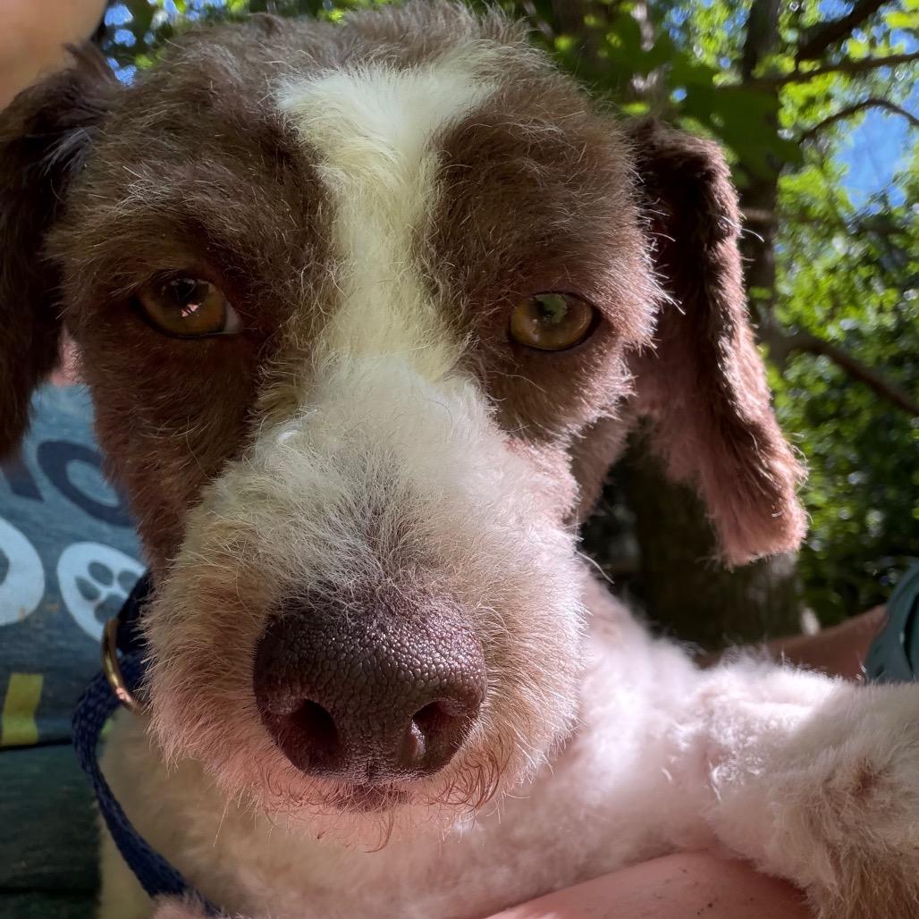 Kleenex, a Adoptable Miniature Poodle in West Chester, PA image 3/6