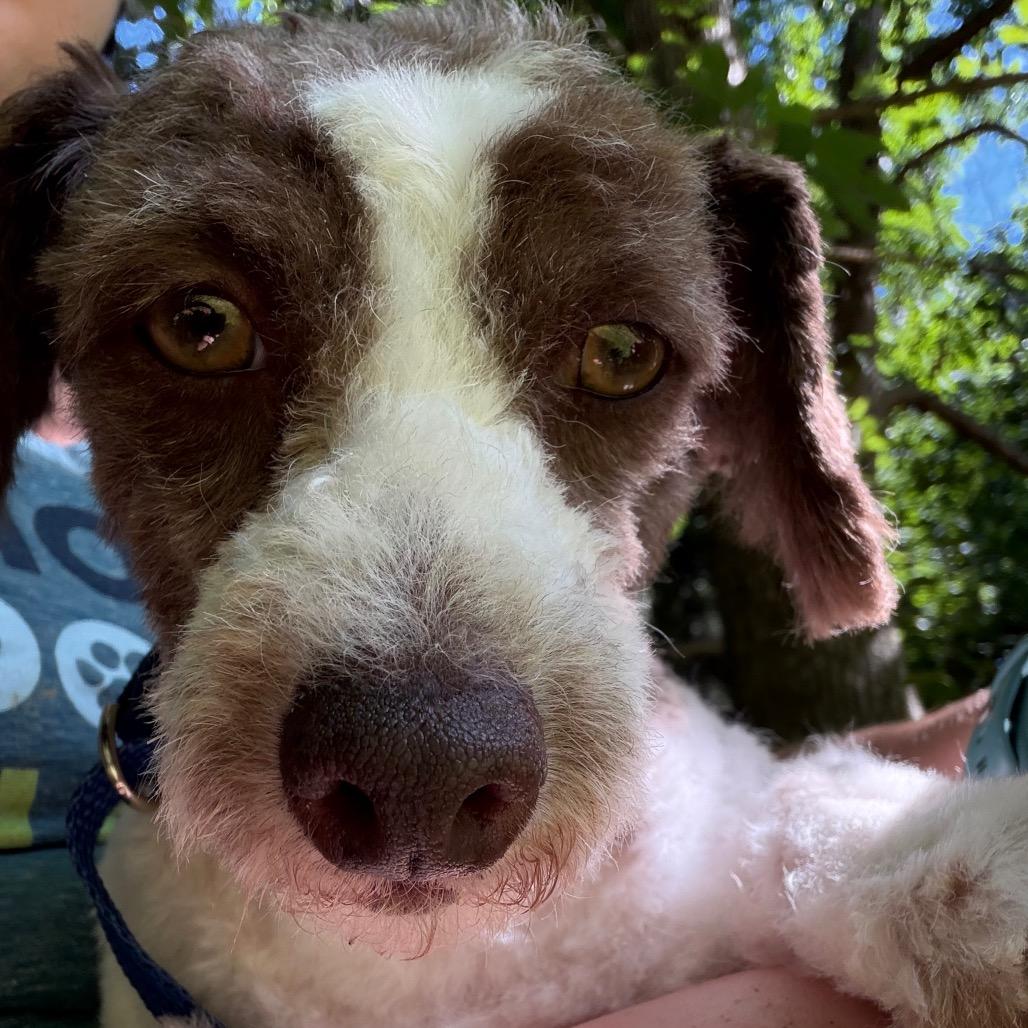 Kleenex, a Adoptable Miniature Poodle in West Chester, PA image 5/6