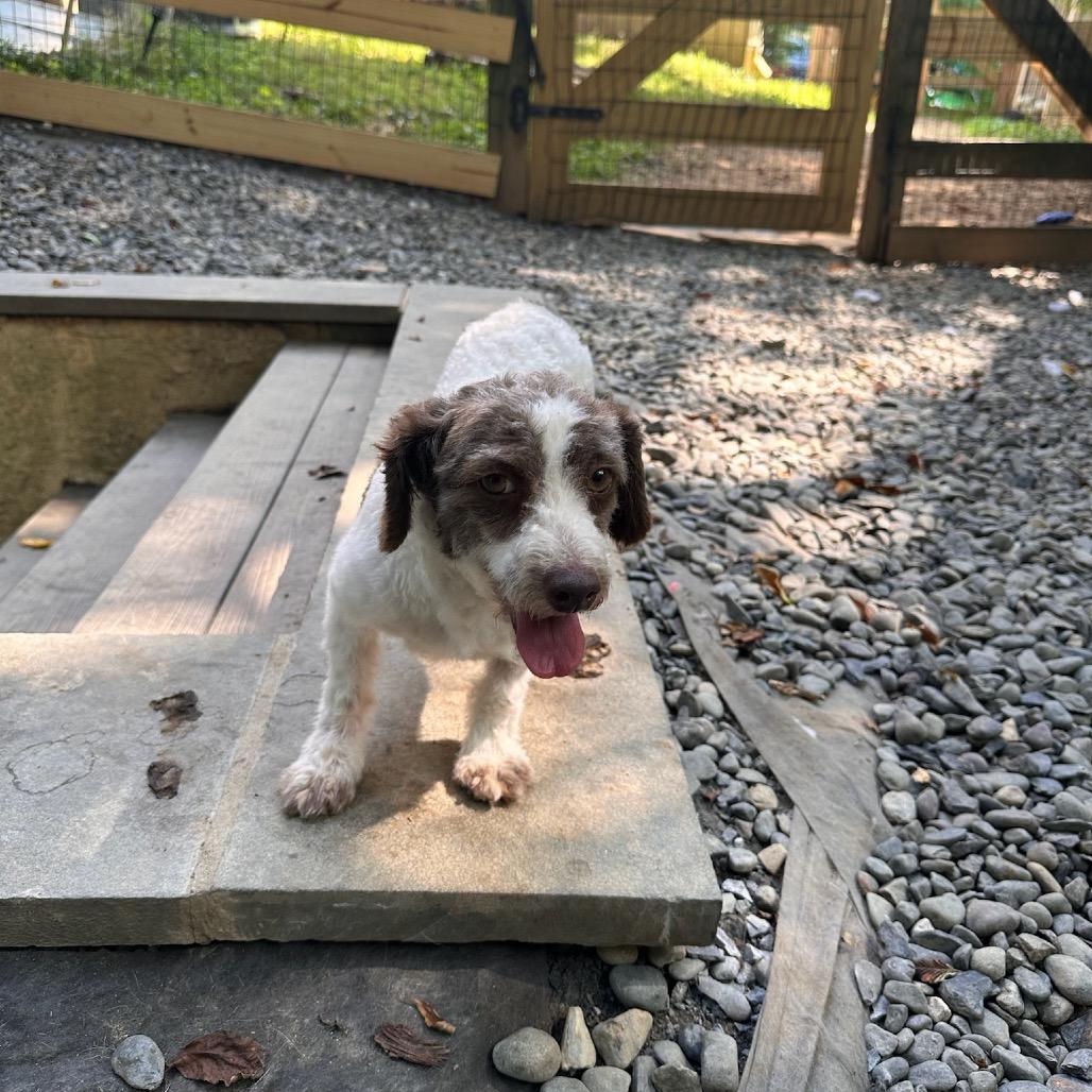 Kleenex, a Adoptable Miniature Poodle in West Chester, PA image 5/6