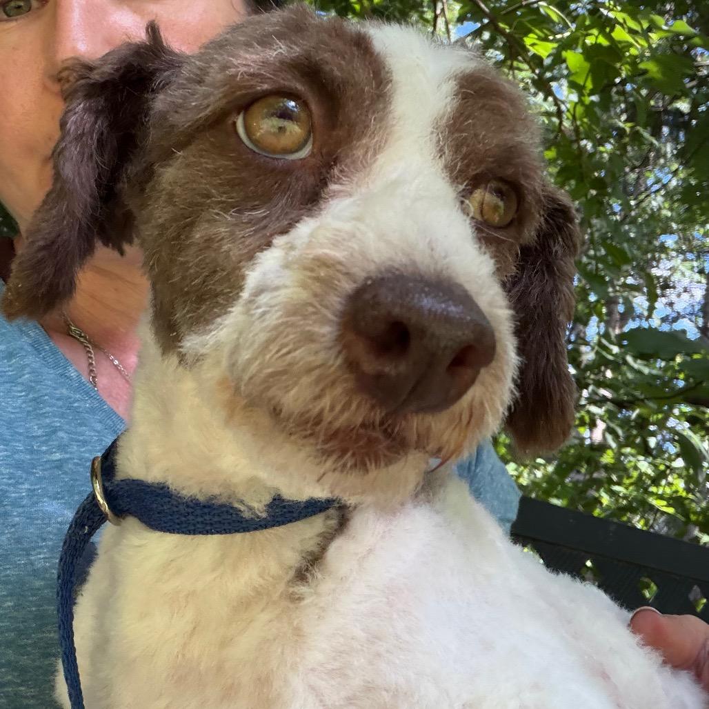 Kleenex, a Adoptable Miniature Poodle in West Chester, PA image 6/6