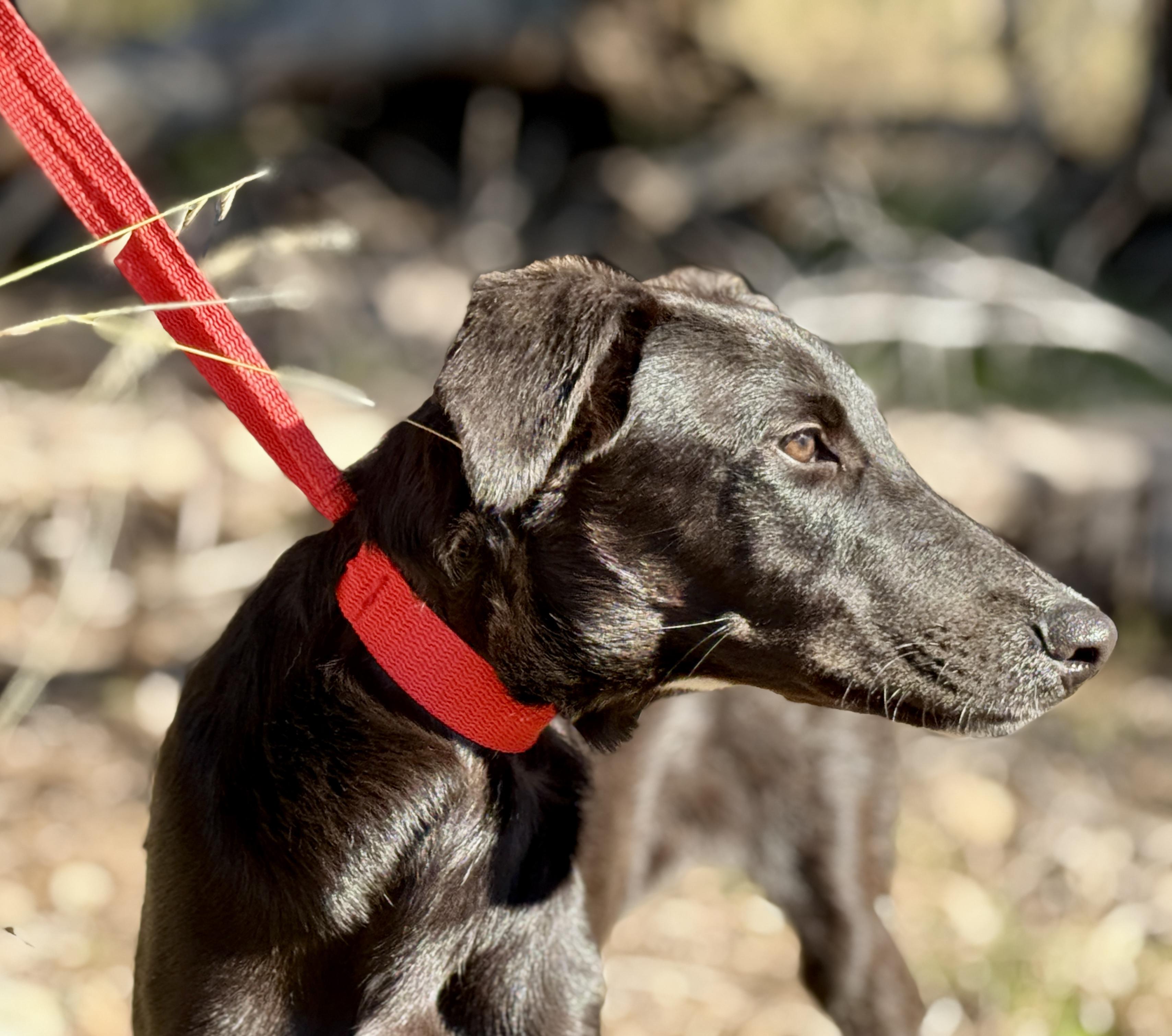 Pookie-from Royal Dog of Egypt to pool lover, an adoptable Saluki in San Antonio, TX, 78230 | Photo Image 1