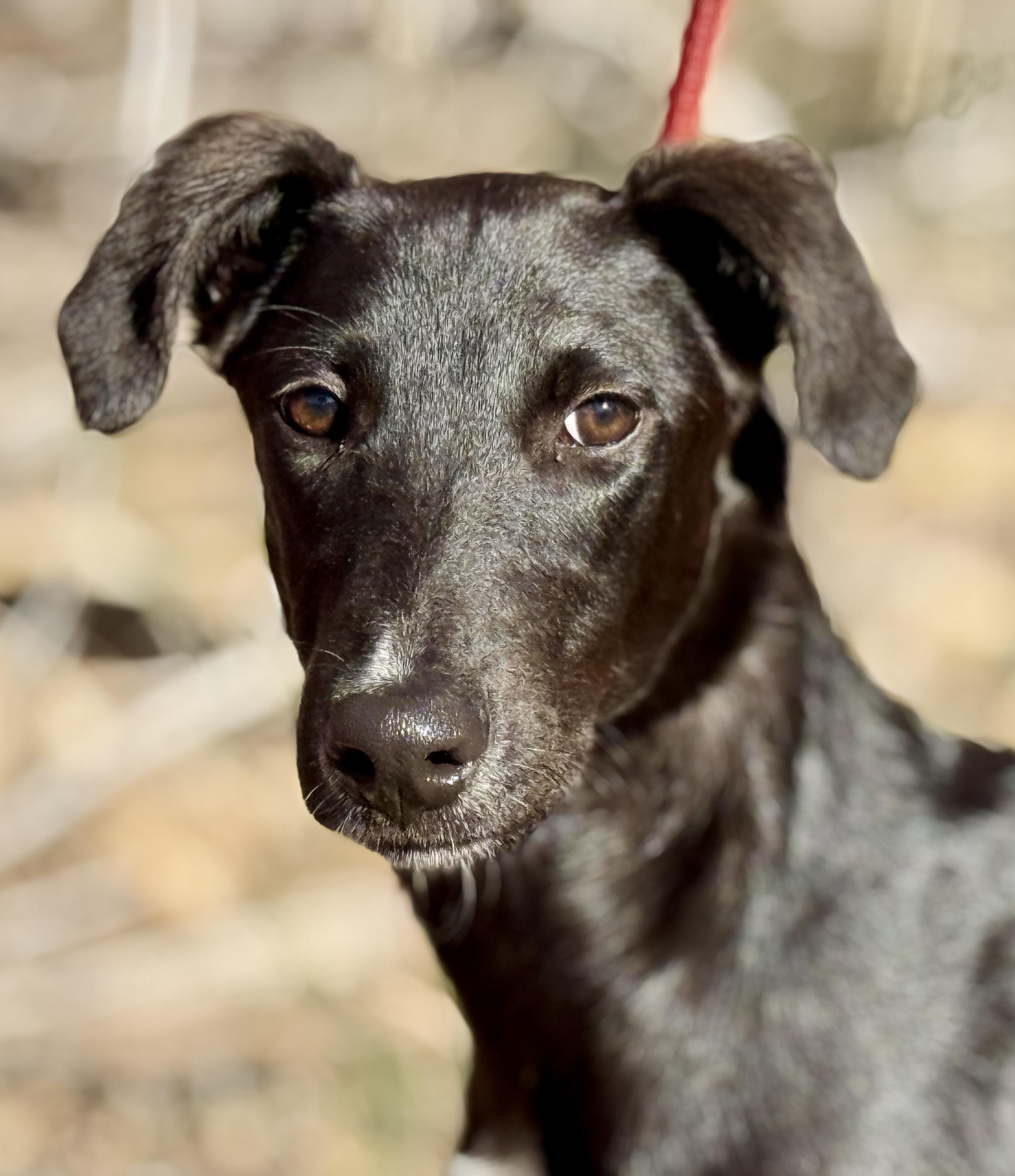 Pookie-from Royal Dog of Egypt to pool lover, an adoptable Saluki in San Antonio, TX, 78230 | Photo Image 2