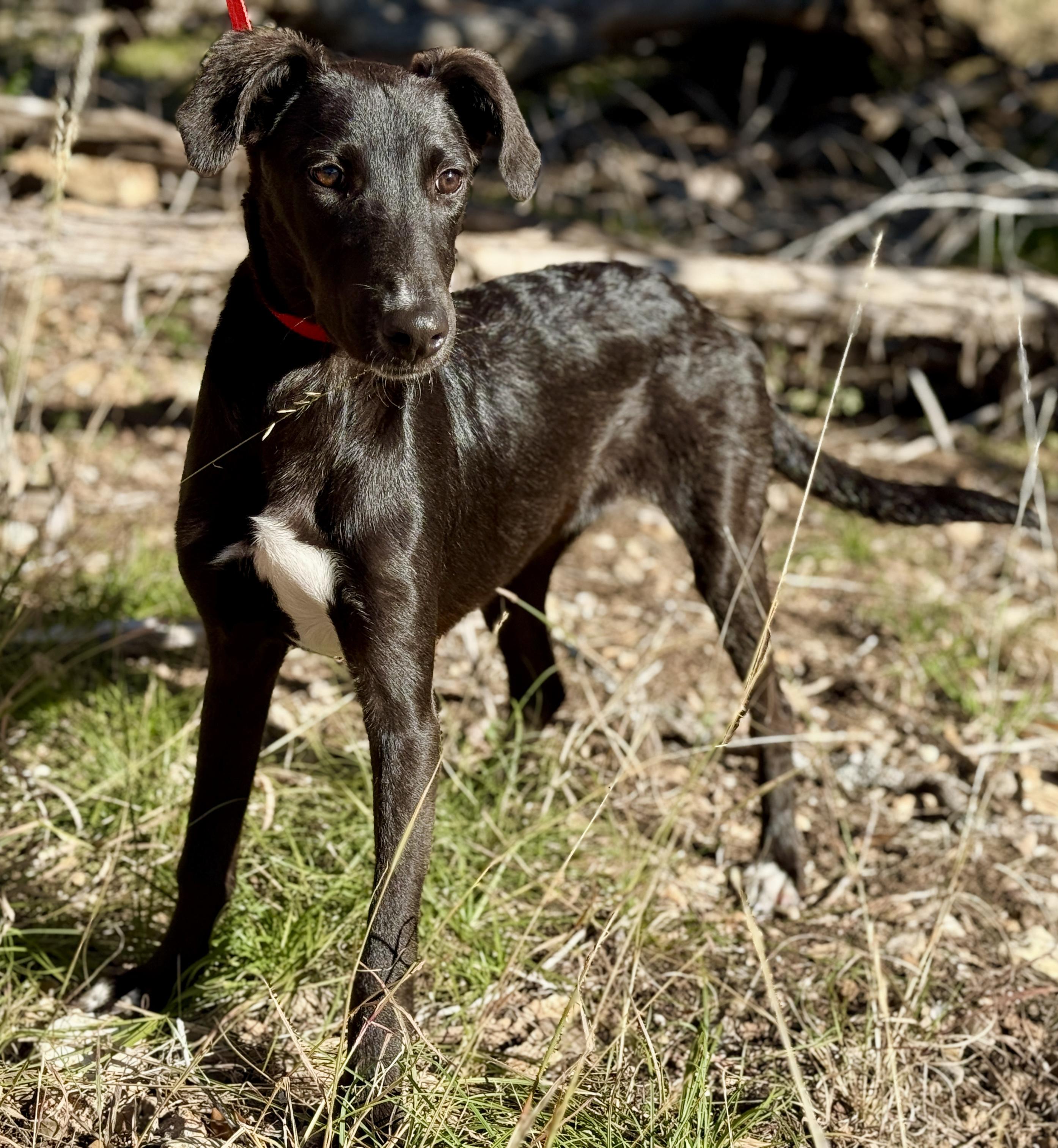 Pookie-from Royal Dog of Egypt to pool lover, an adoptable Saluki in San Antonio, TX, 78230 | Photo Image 3