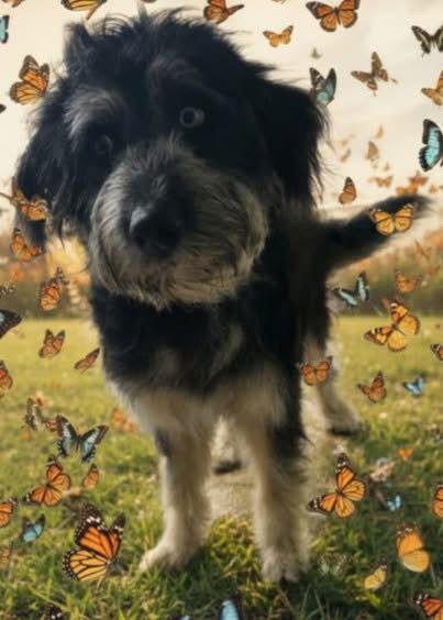 Frank SNIFFatra/Cooper, Adopted, Adult Male Old English Sheepdog & Poodle.