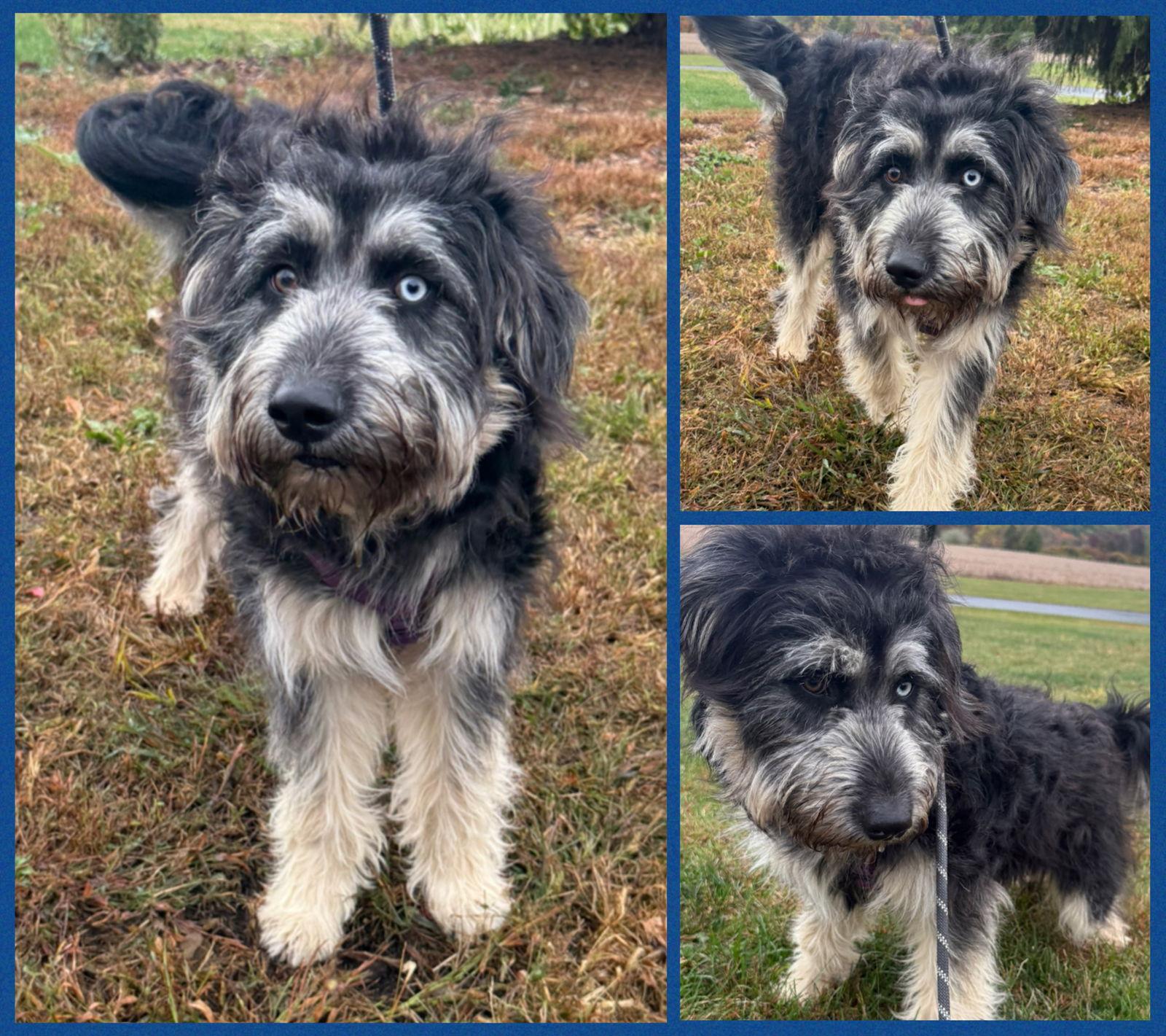 Enlarge Frank SNIFFatra/Cooper, a Adopted mixed breed in Walnutport, PA image 2/2