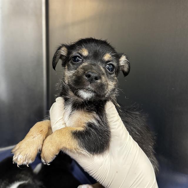 Enlarge A1922189, a Adoptable mixed breed in Thousand Palms, CA image 1/1