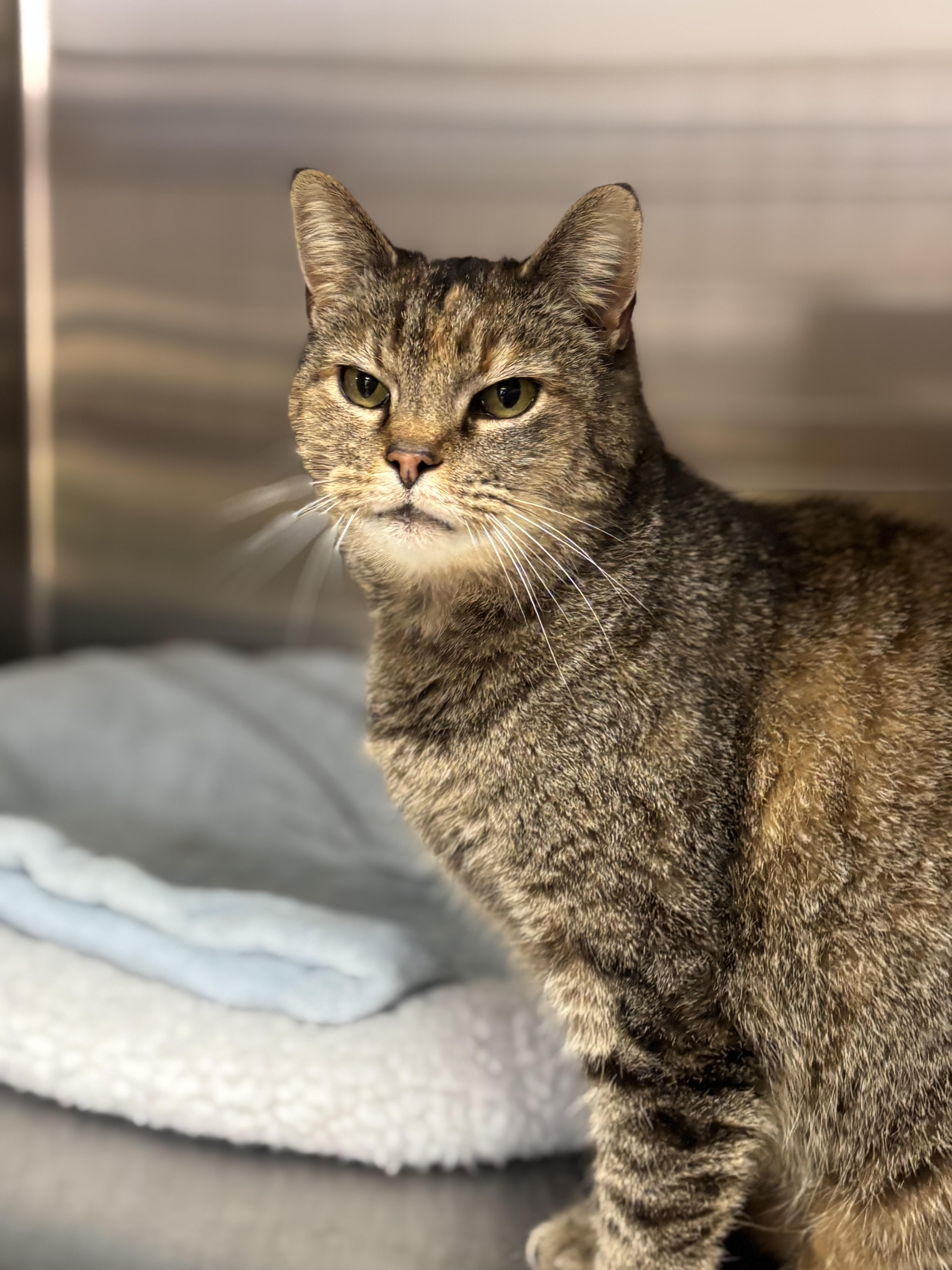 Enlarge Pancake, a ADOPTABLE Domestic Short Hair in Collierville, TN image 2/2