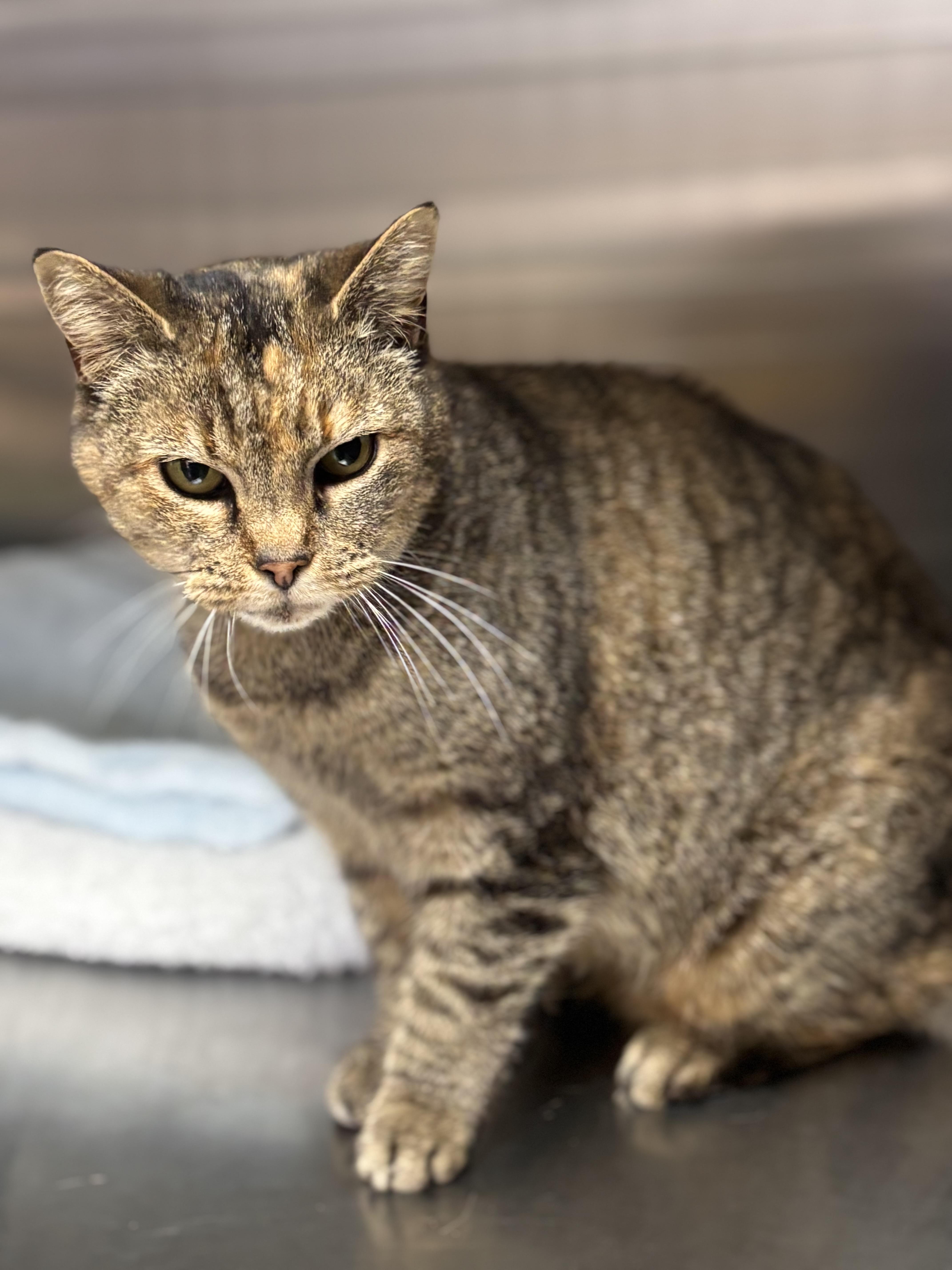 Enlarge Pancake, a ADOPTABLE Domestic Short Hair in Collierville, TN image 1/2