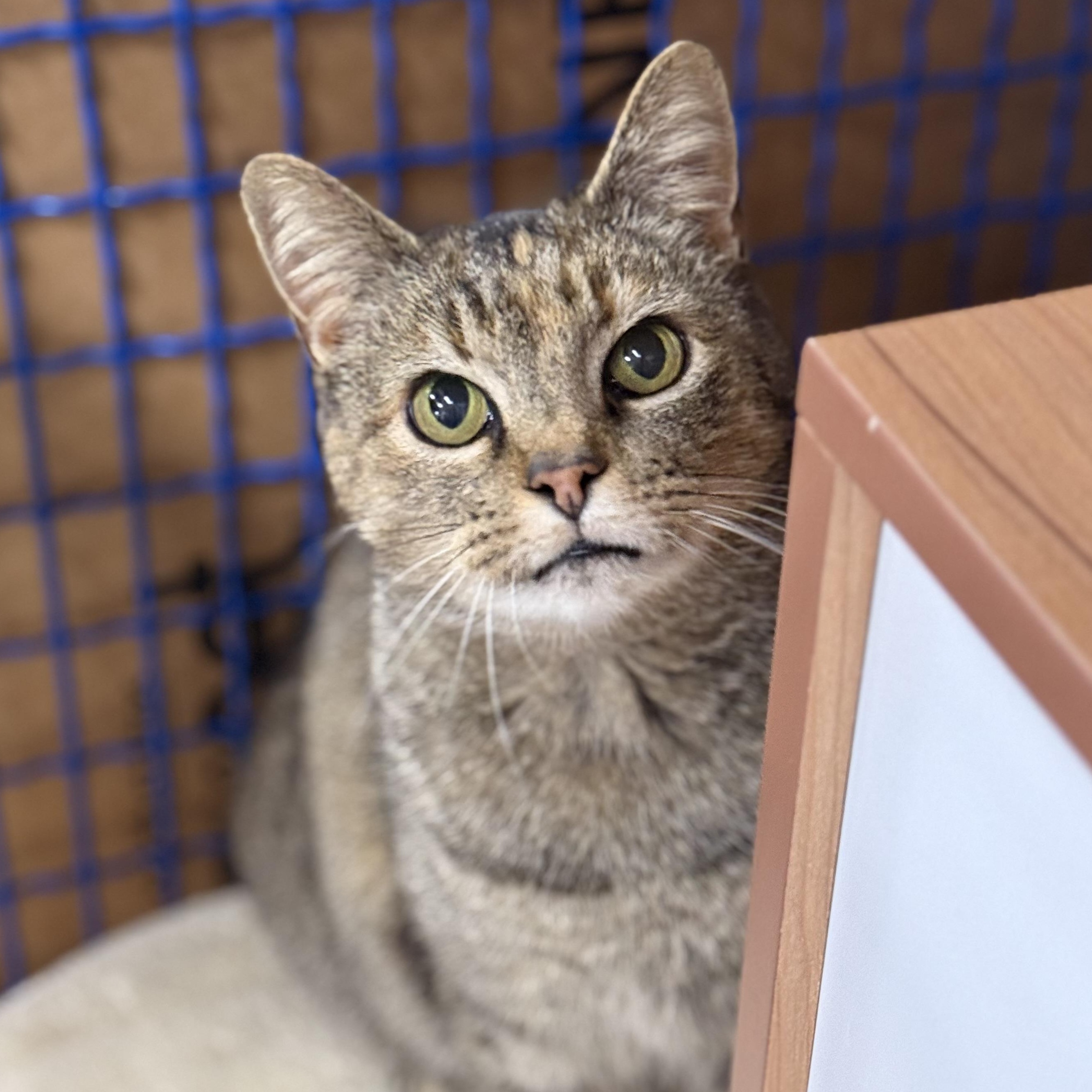Pancake, ADOPTABLE, Adult Female Domestic Short Hair.
