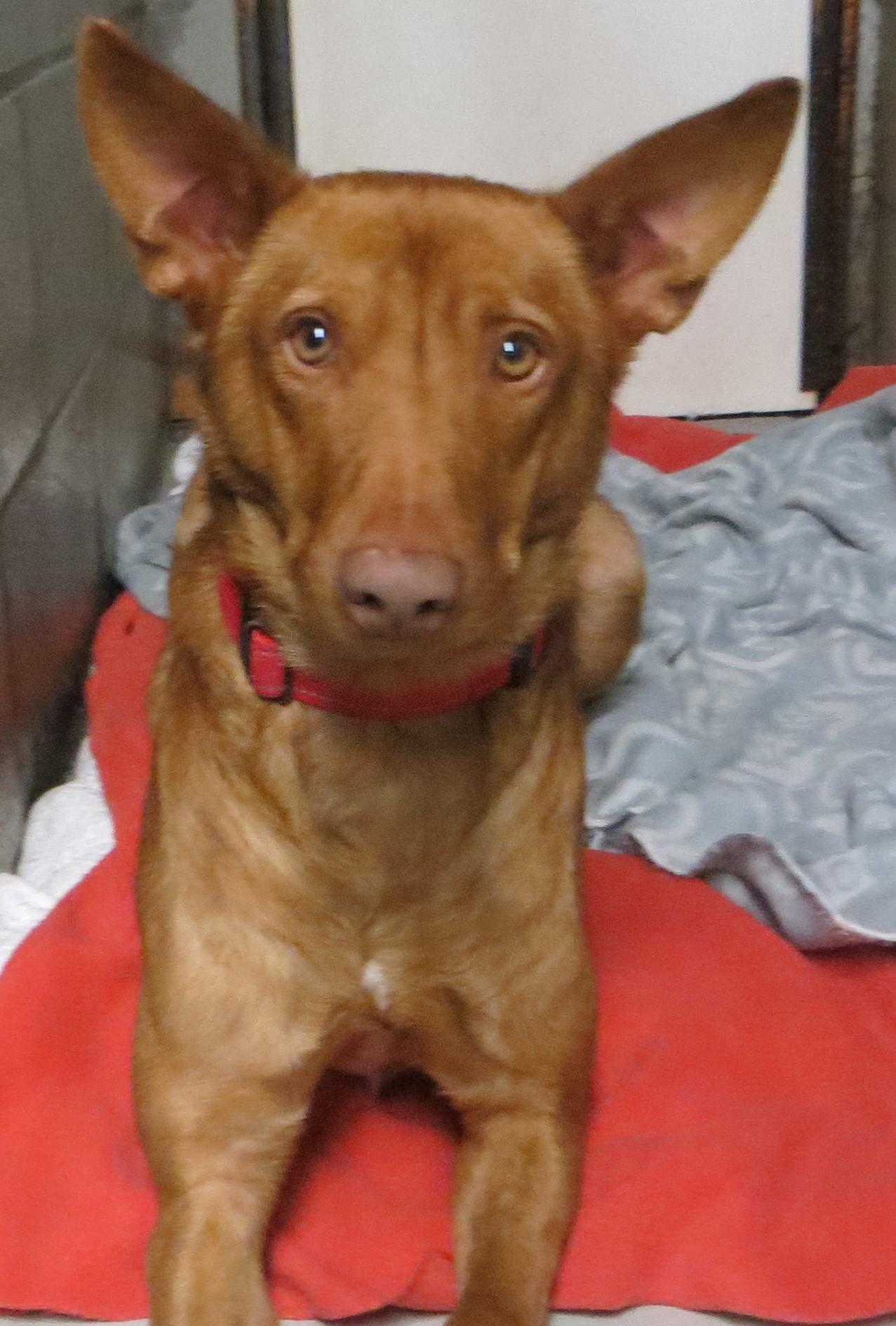 Marty, Young Male Portuguese Podengo