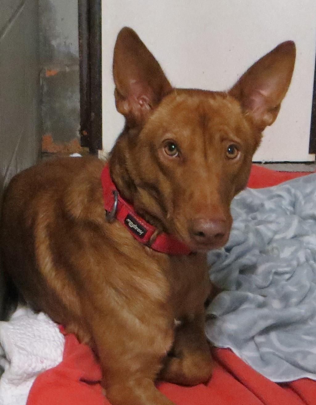 Marty, a Adoptable Portuguese Podengo in Brockton, MA image 2/2