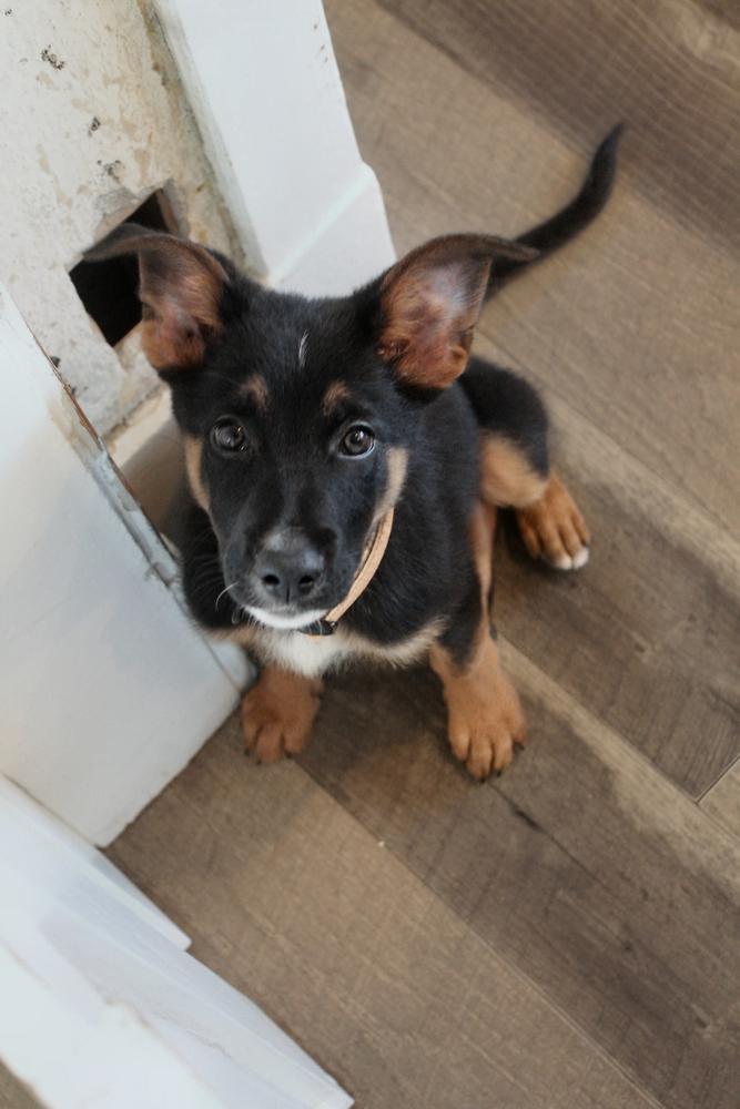 Strut, Adoptable, Puppy Male Mixed Breed & Australian Shepherd.