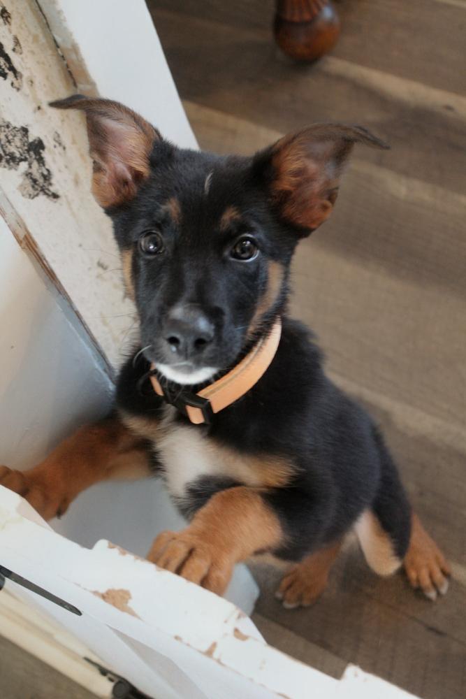 Enlarge Strut, a Adoptable mixed breed in Spokane, WA image 2/4