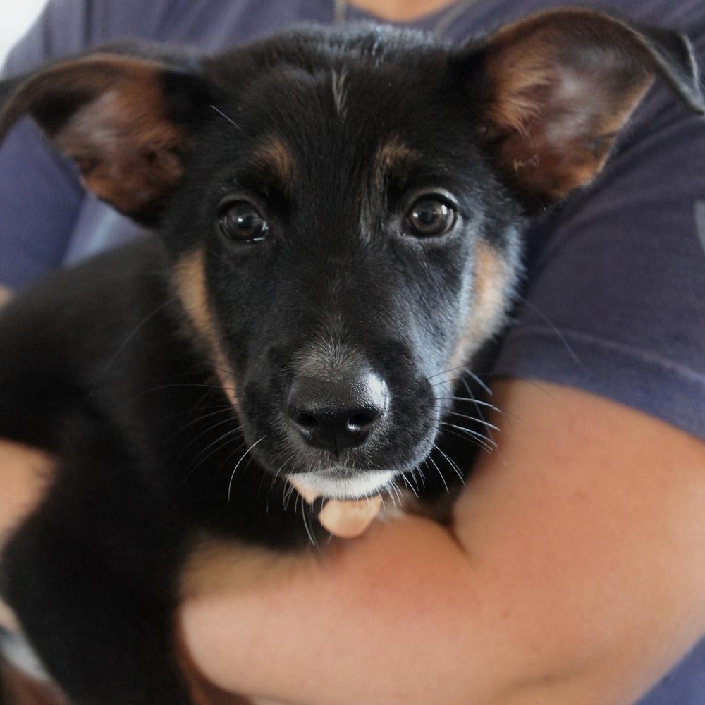 Enlarge Strut, a Adoptable mixed breed in Spokane, WA image 3/4