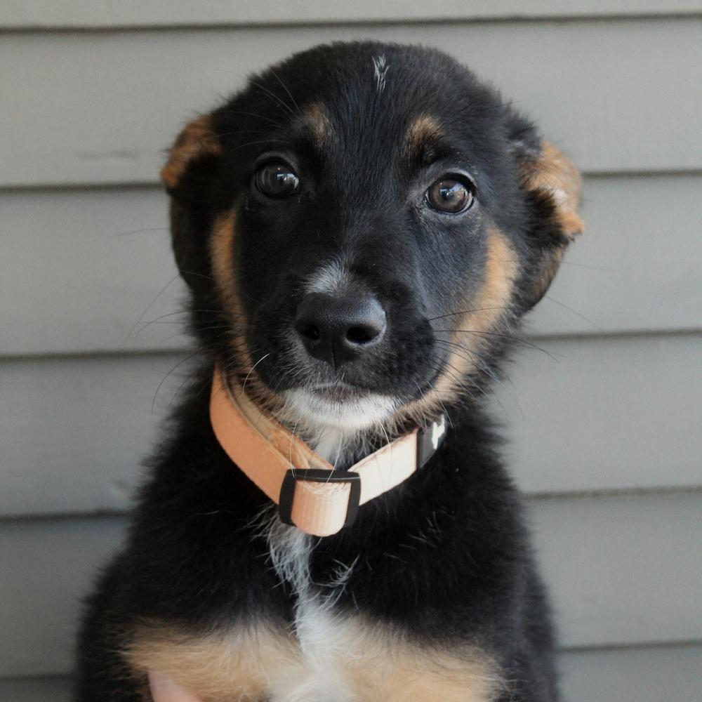 Enlarge Strut, a Adoptable mixed breed in Spokane, WA image 4/4