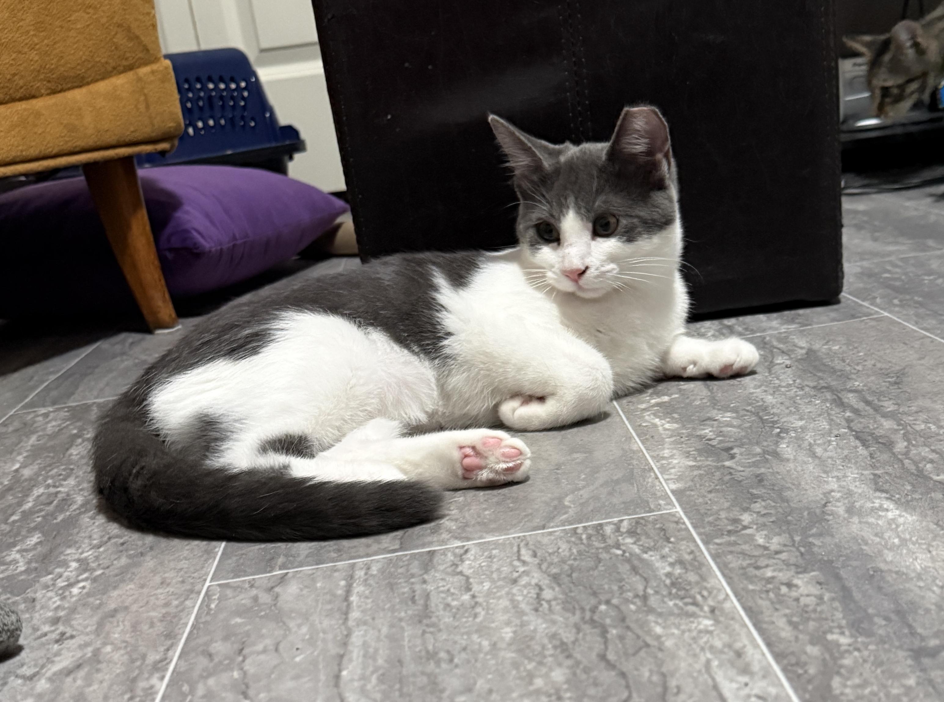 Enlarge Helen, a Adopted Domestic Short Hair in Medina, OH image 6/6