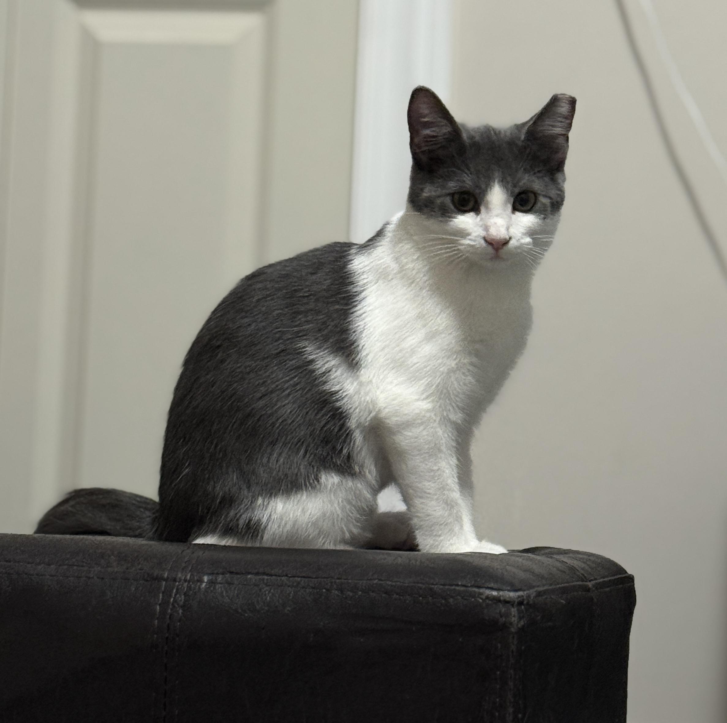 Enlarge Helen, a Adopted Domestic Short Hair in Medina, OH image 1/6