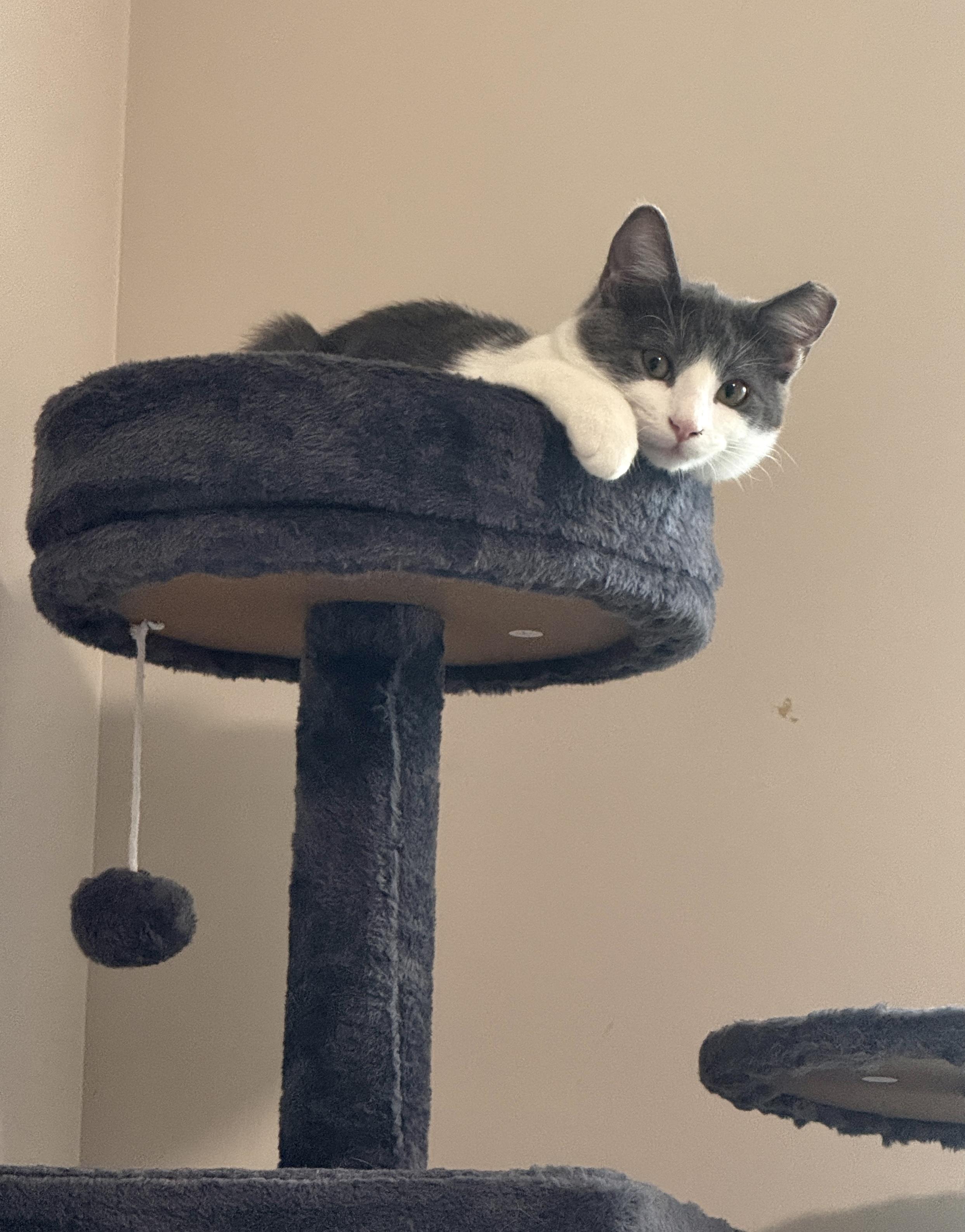 Enlarge Helen, a Adopted Domestic Short Hair in Medina, OH image 3/6