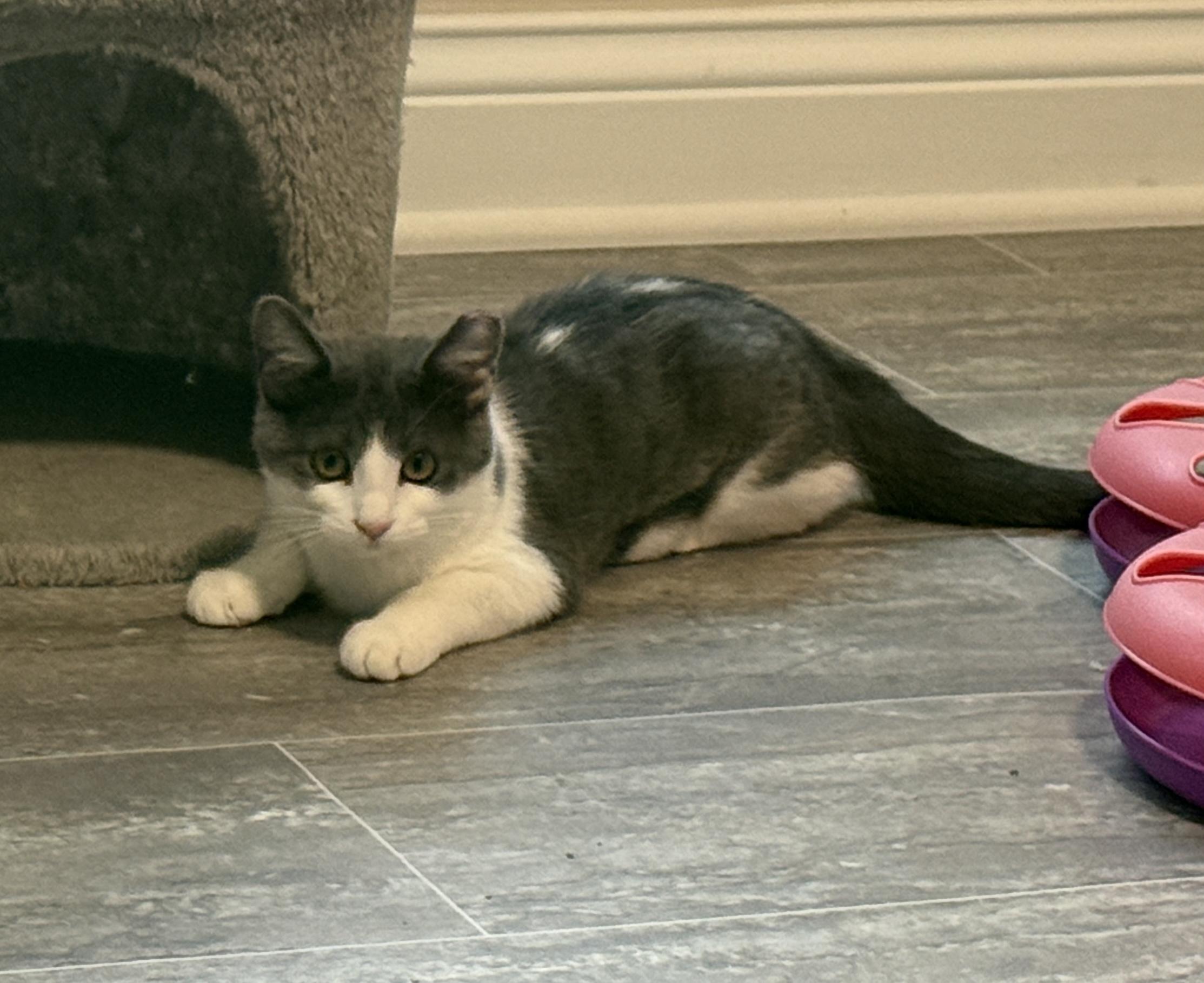 Enlarge Helen, a Adopted Domestic Short Hair in Medina, OH image 5/6